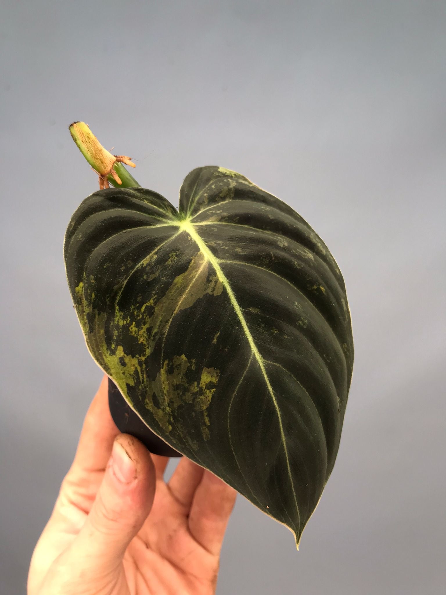 Philodendron melanochrysum variegata (leaf cutting)