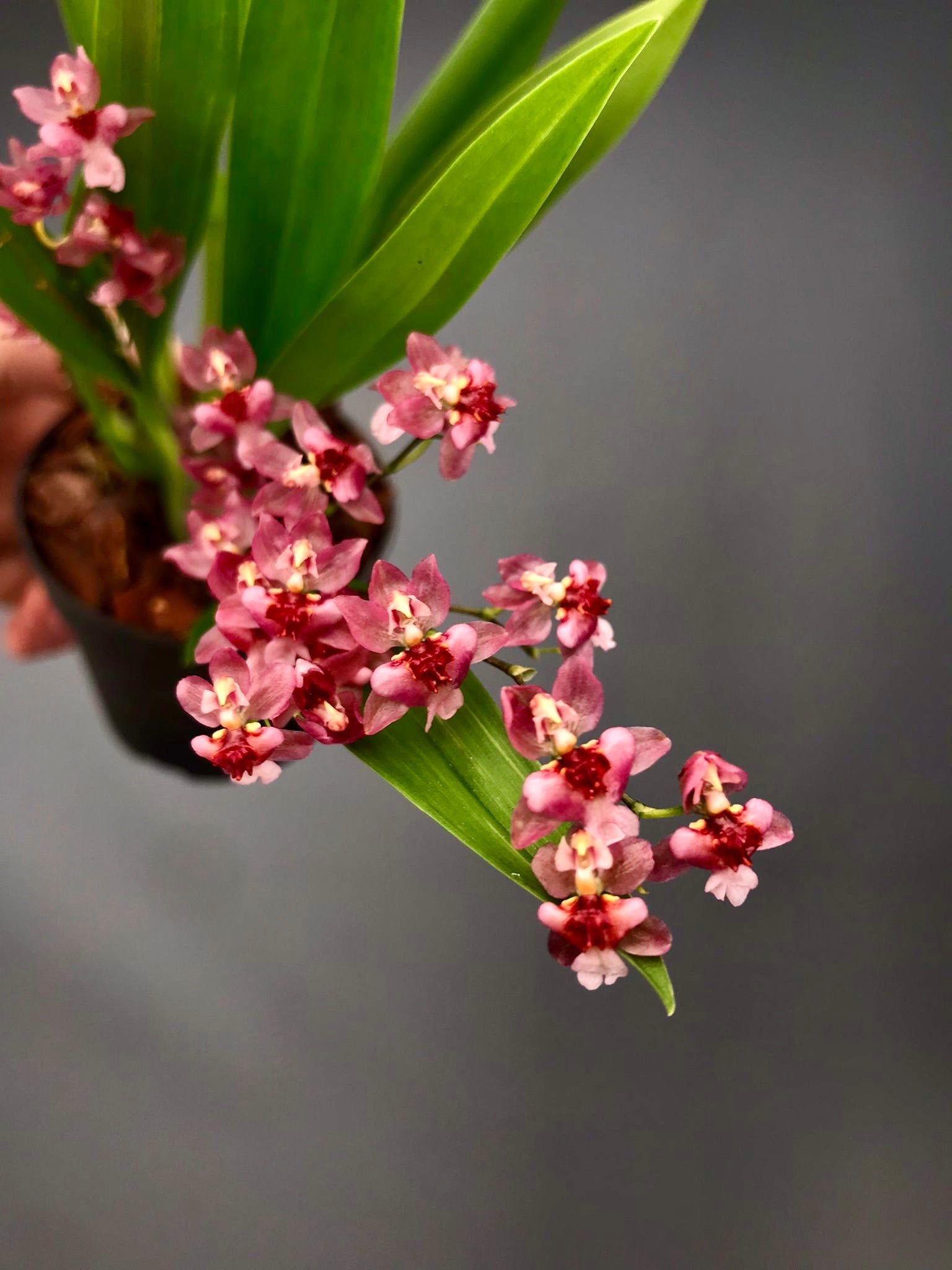 Oncidium Tiny Twinkle ’Red Fantasy’