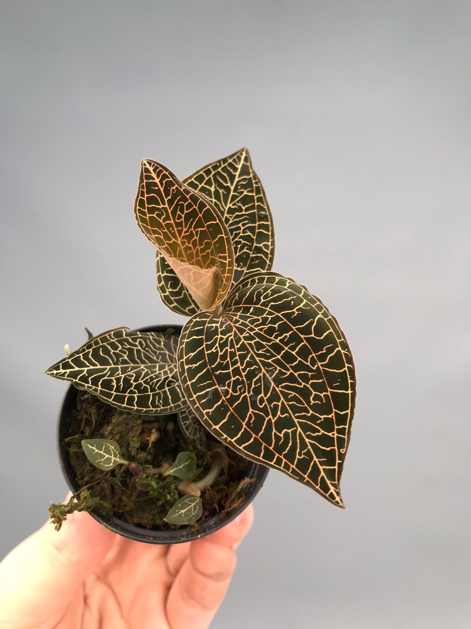 Anoectochilus roxburghii 'Red'