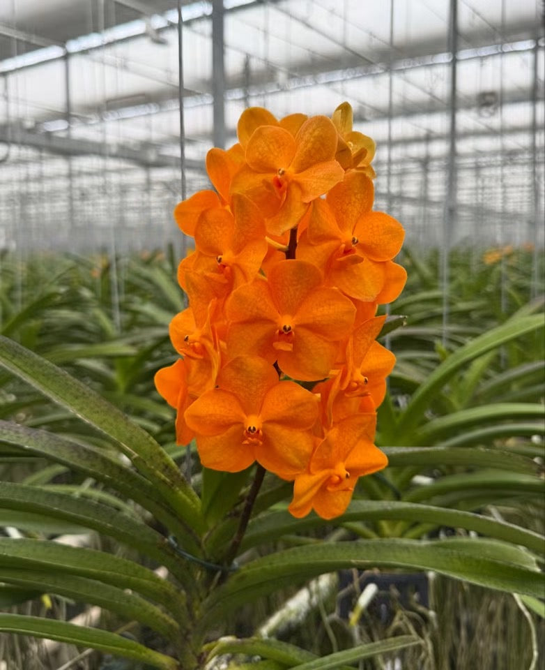 Ascocenda Orange Hybrid