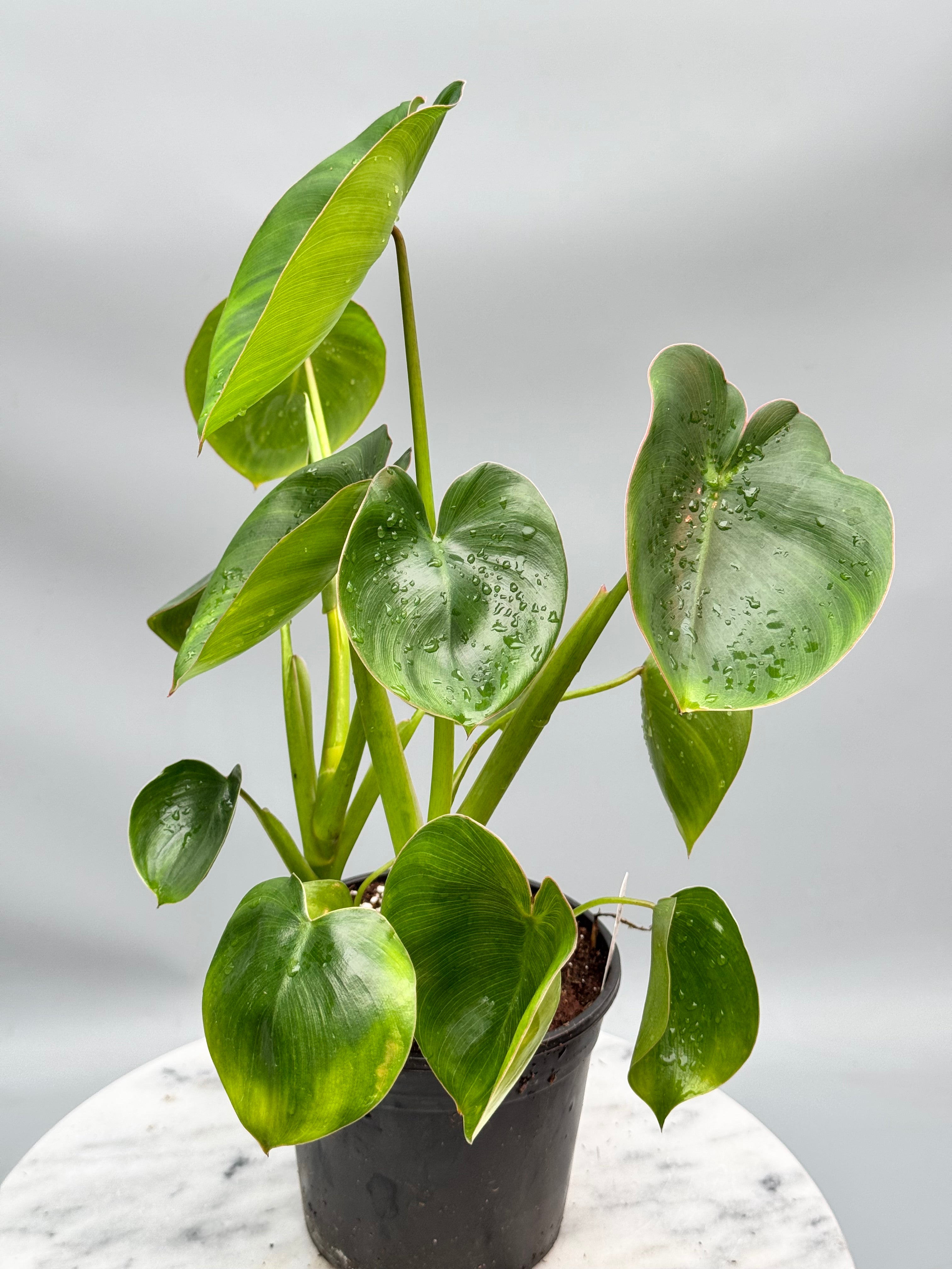 Philodendron ricardoi (Big Plant)
