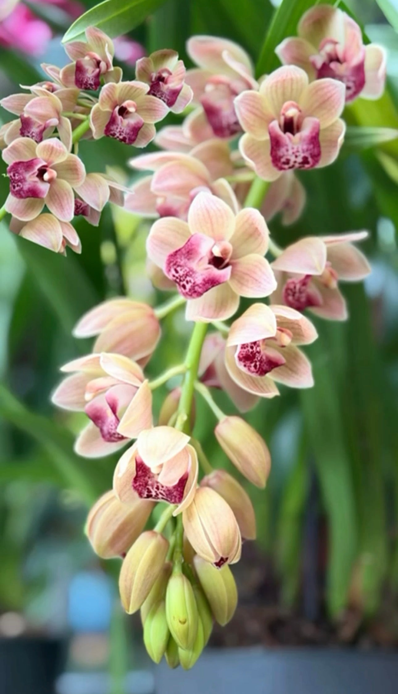 Cymbidium Mary Green "Spring Wind"