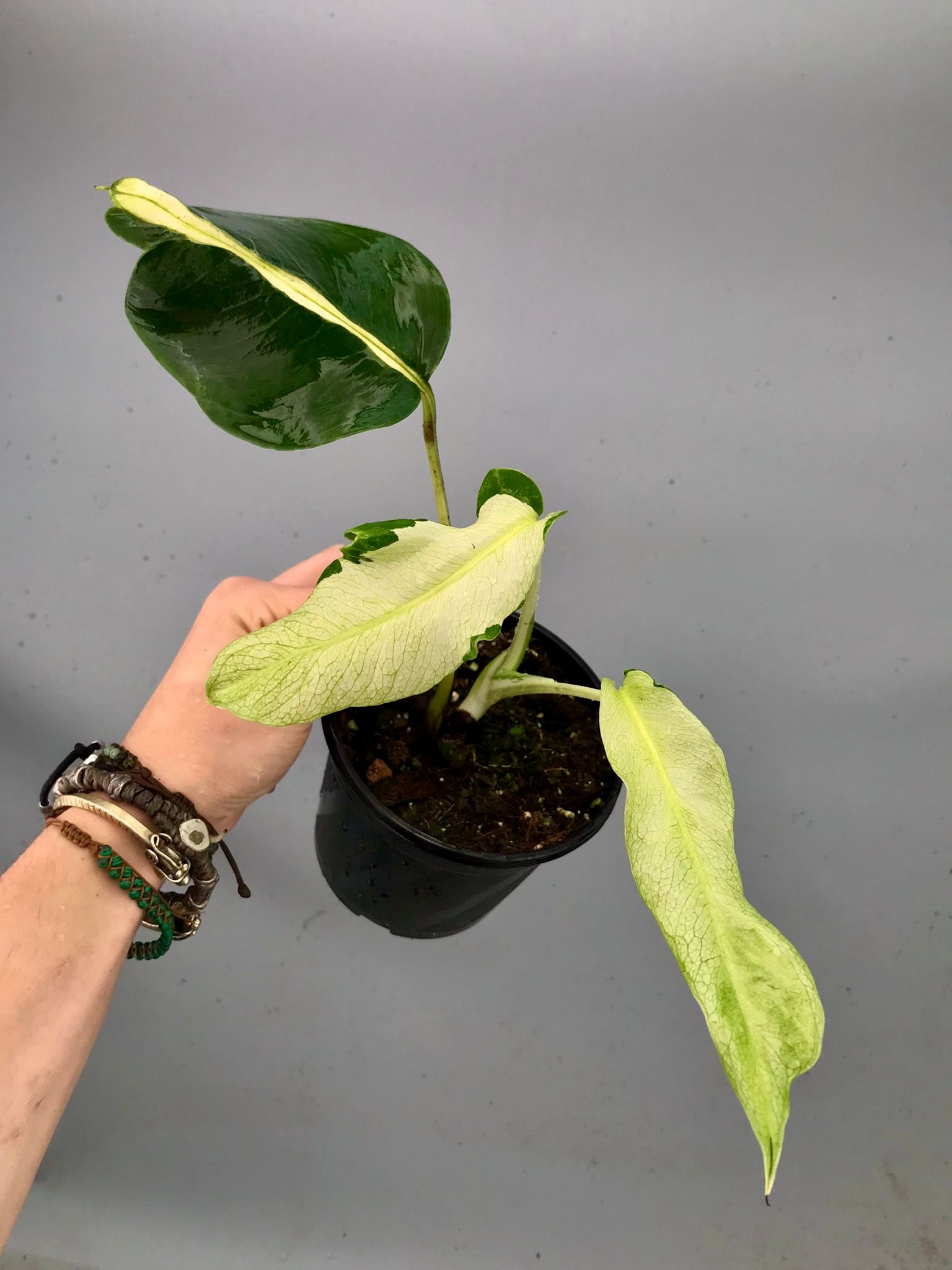 Monstera White Lava 'Lalamove' nr 2