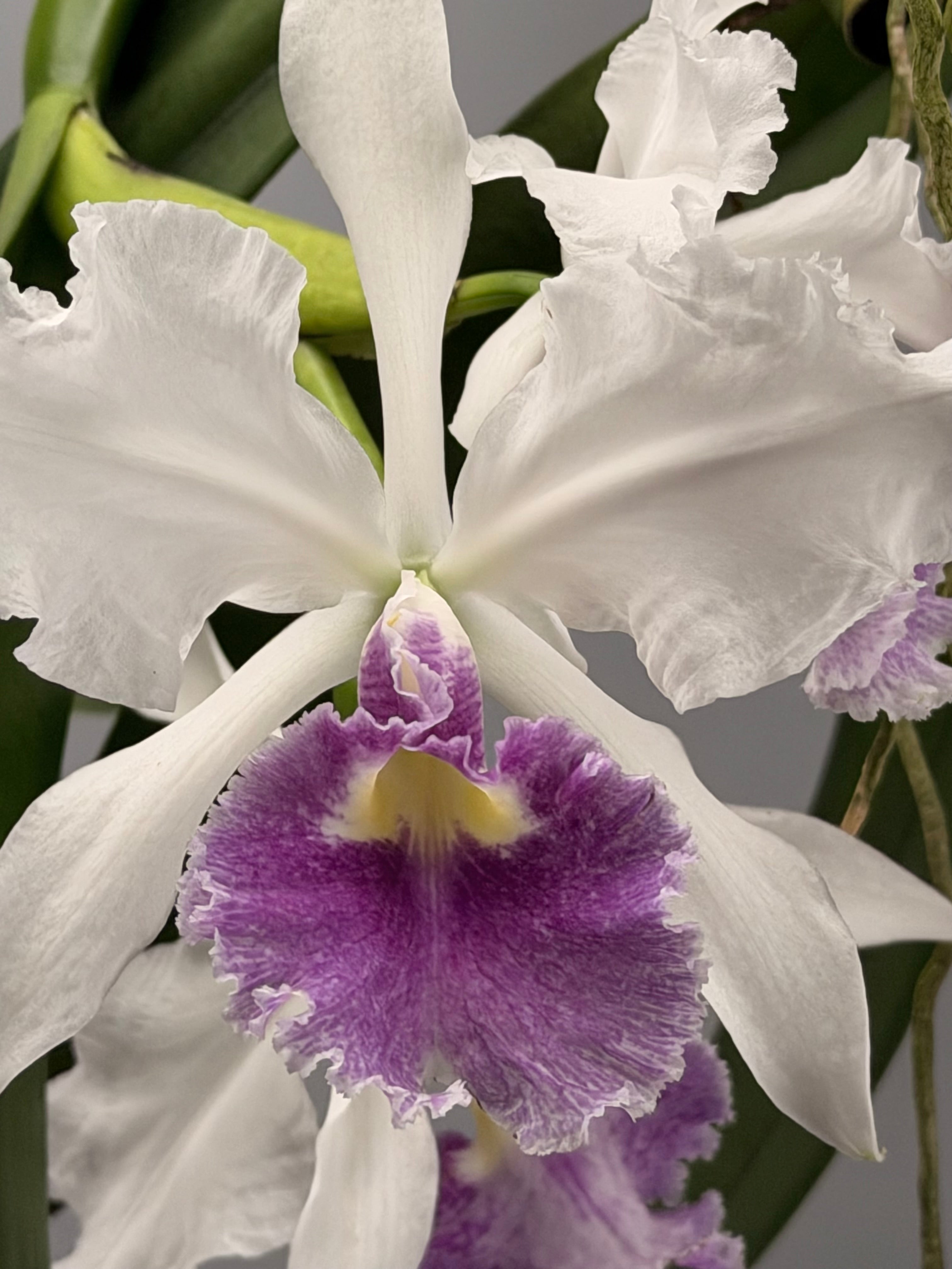 Cattleya warscewiczii coerulea