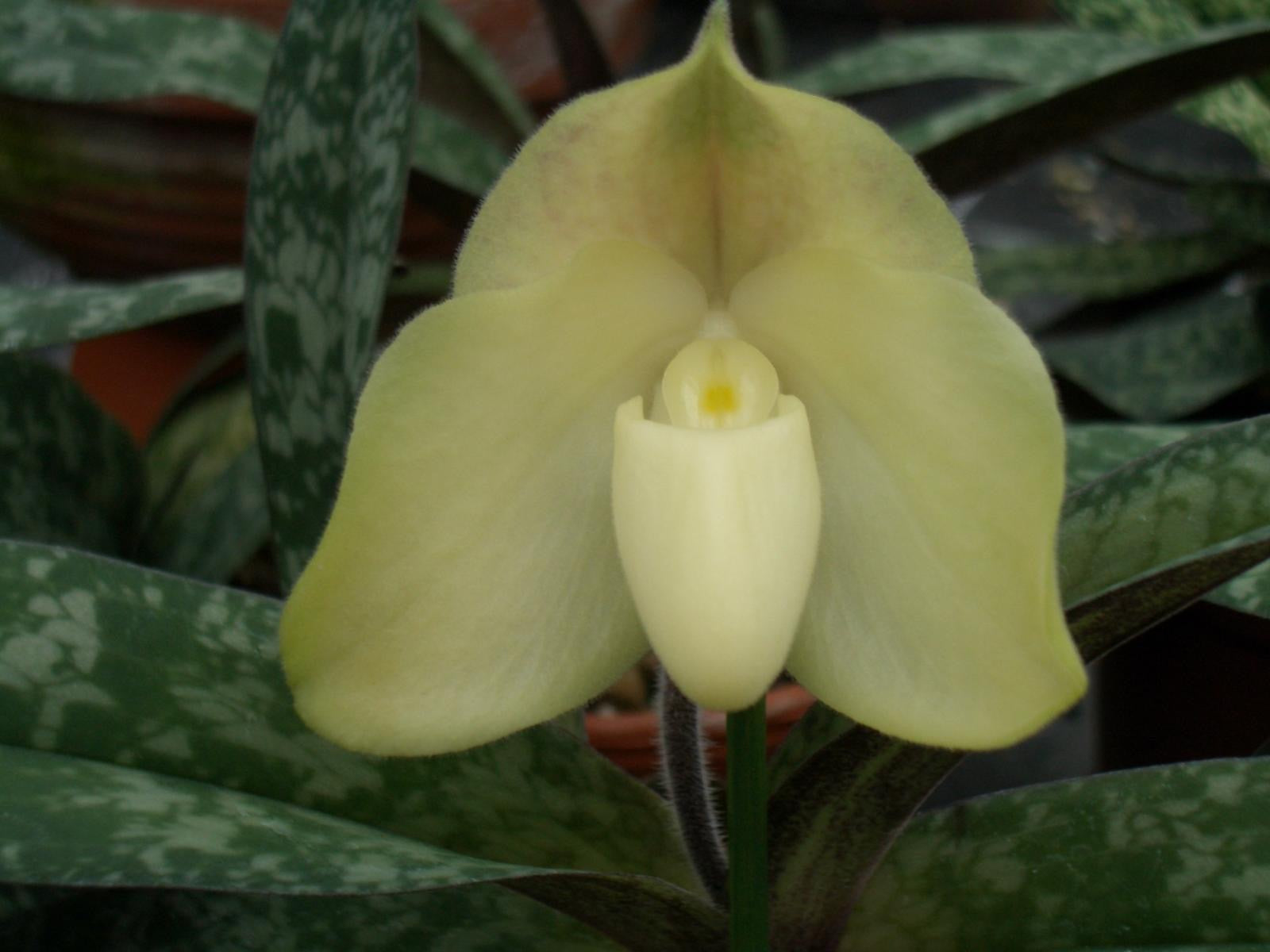 Paphiopedilum wenshanense alba