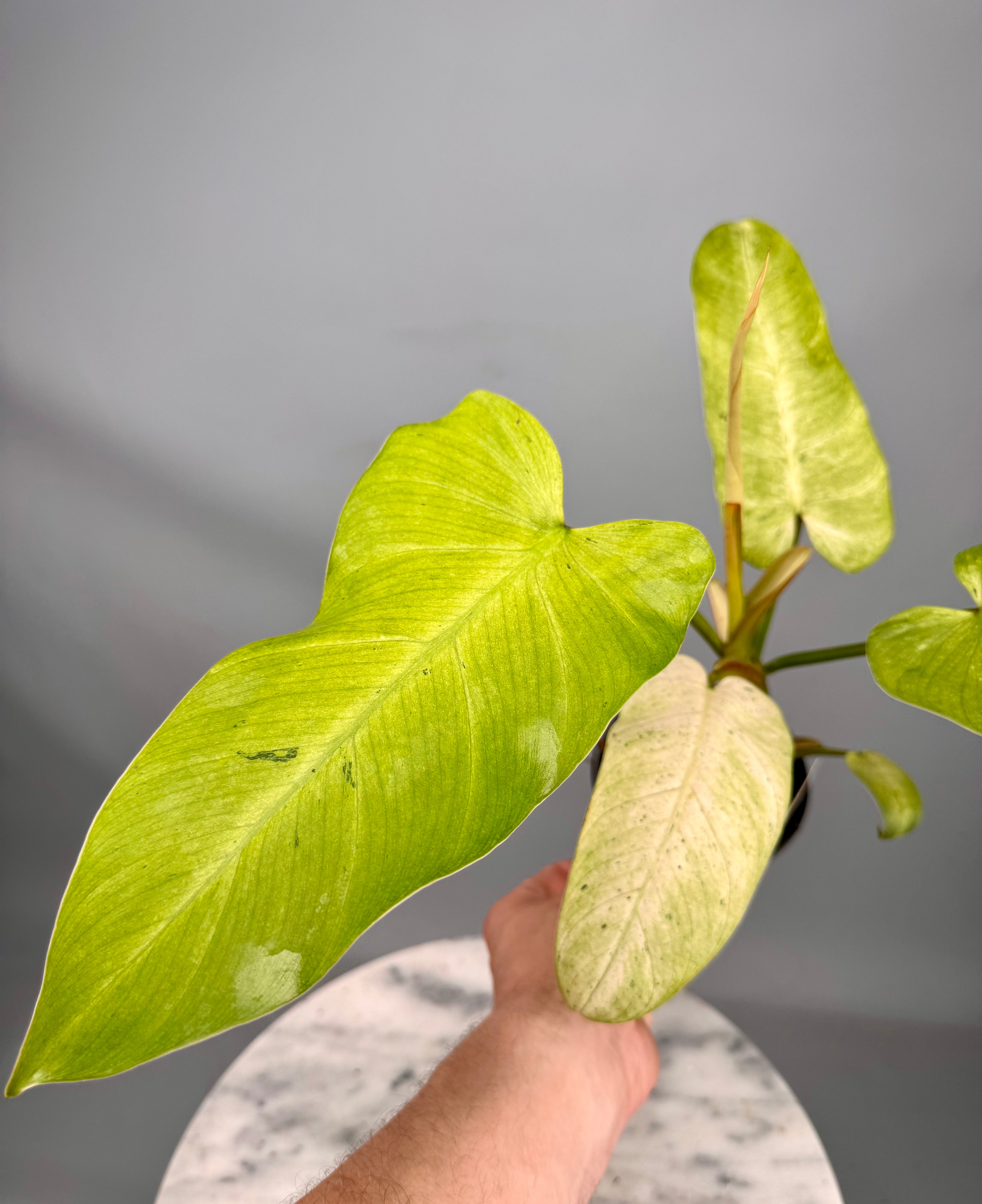 whipple way philodendron Philodendron Whipple Way