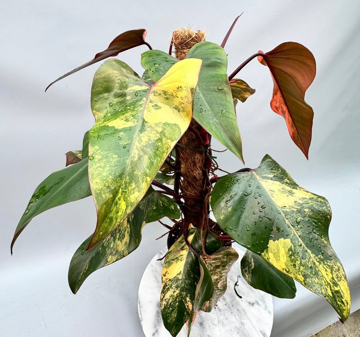 philodendron strawberry shake origin Philodendron strawberry shake (XXL Big Plant)
