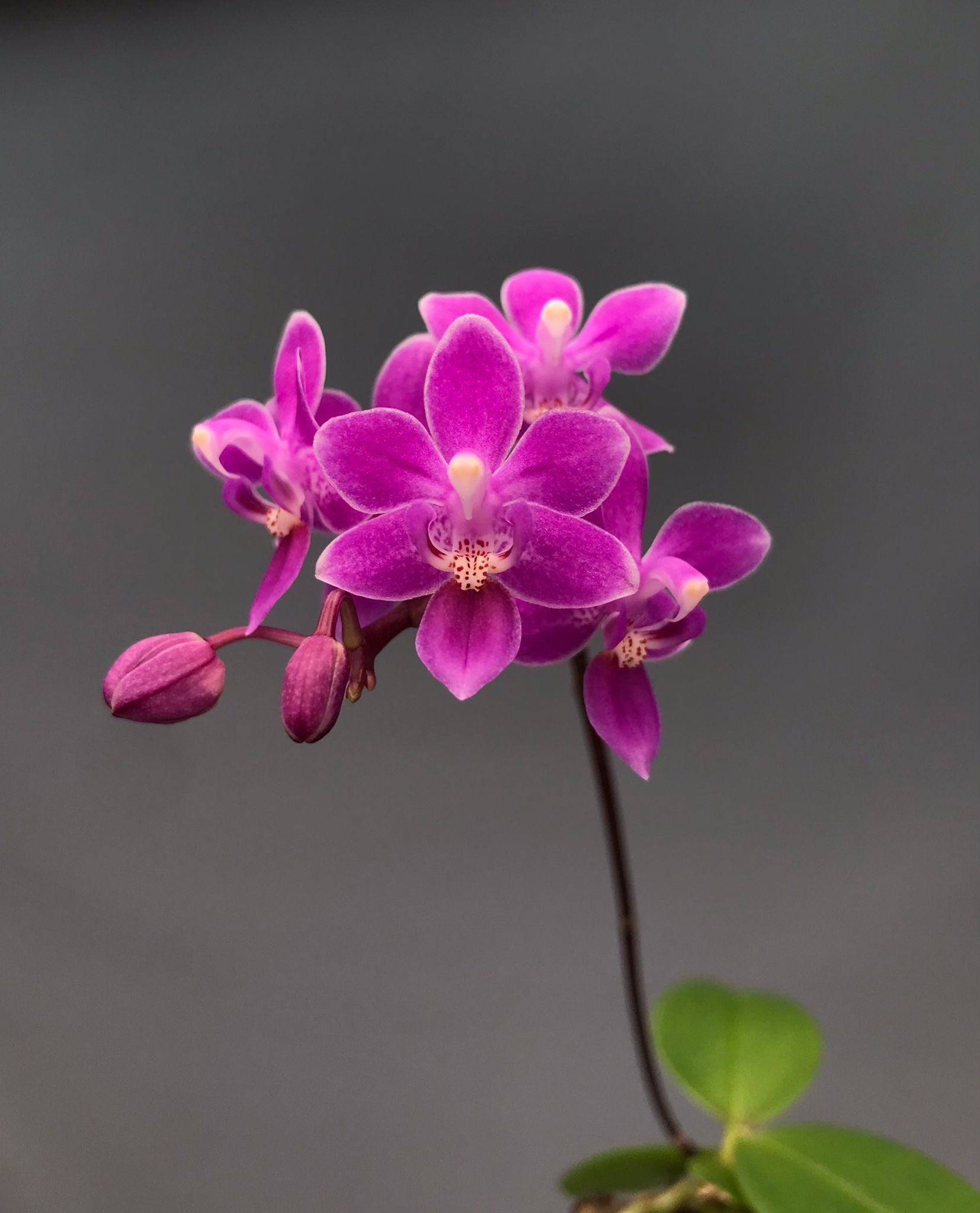 Phalaenopsis equestris "Rosa Grazer"