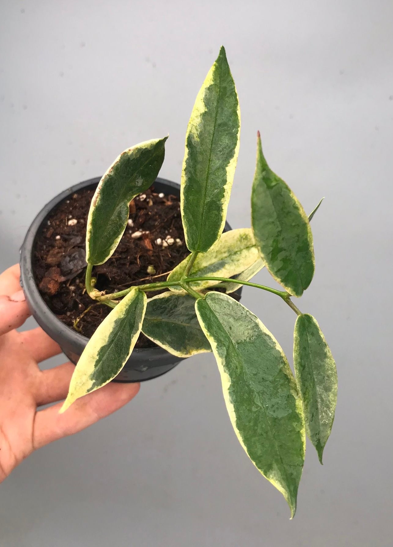 Hoya archboldiana varigata(Leaf, stem cutting)