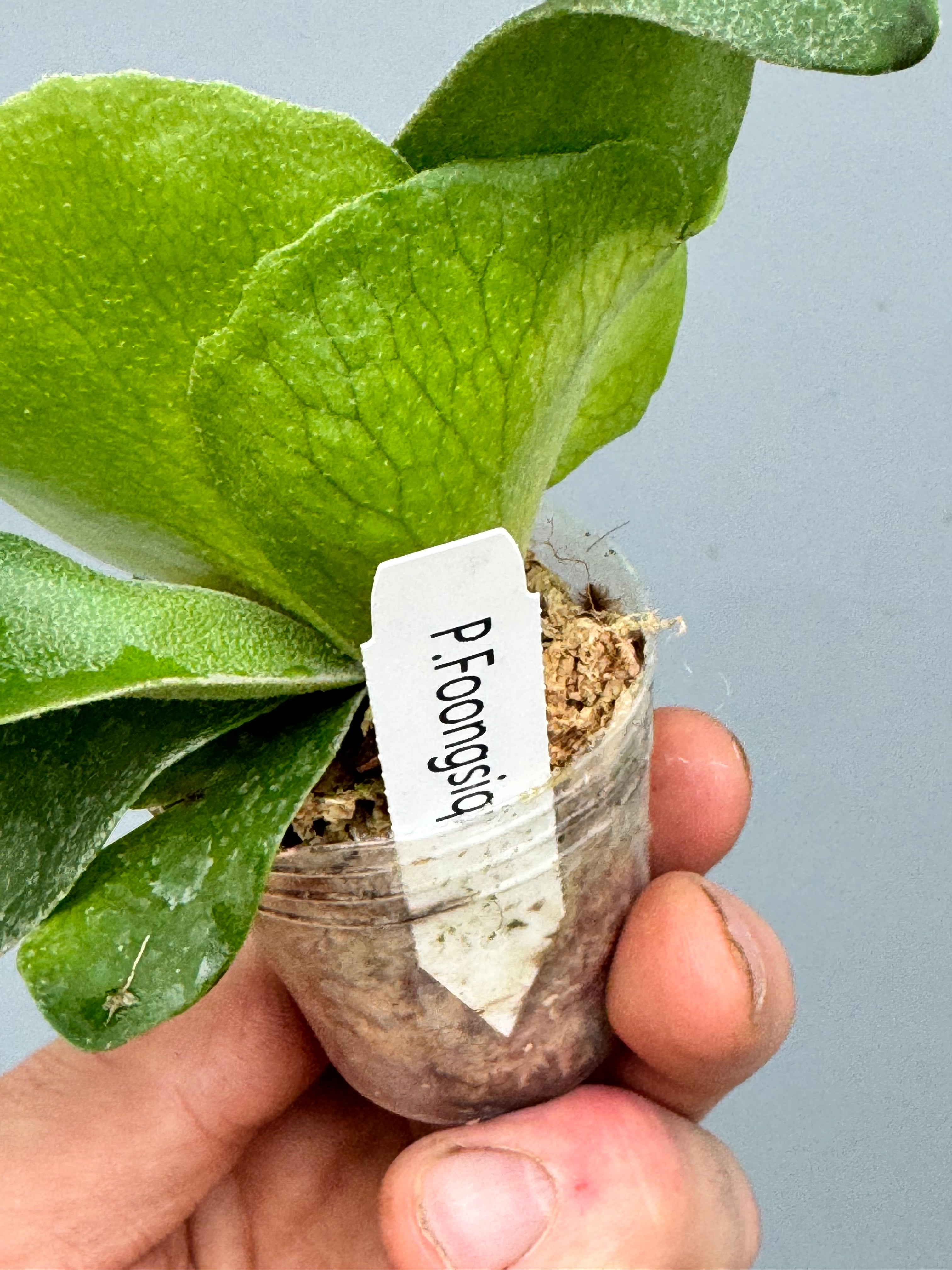 Platycerium Foongsiqi