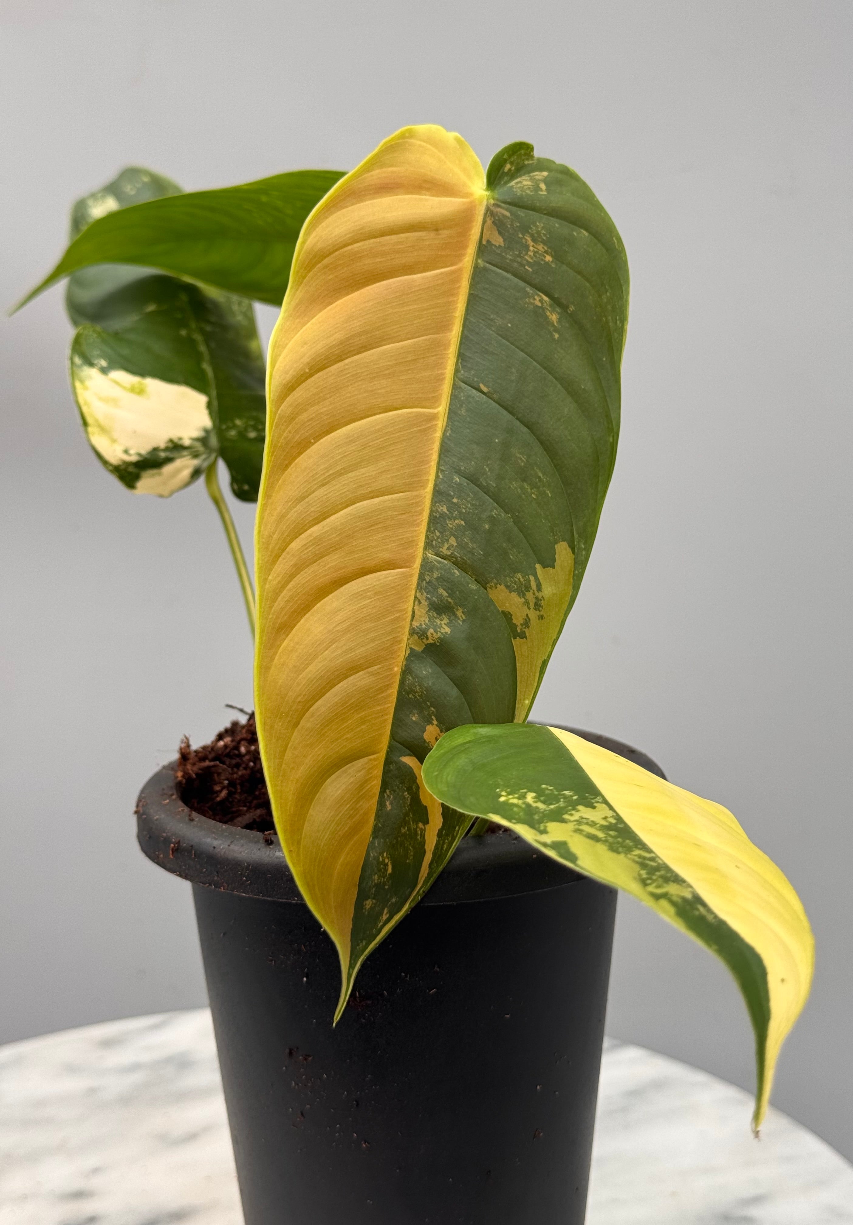 Philodendron sharoniae Mosquera Variegata (Nr 1)