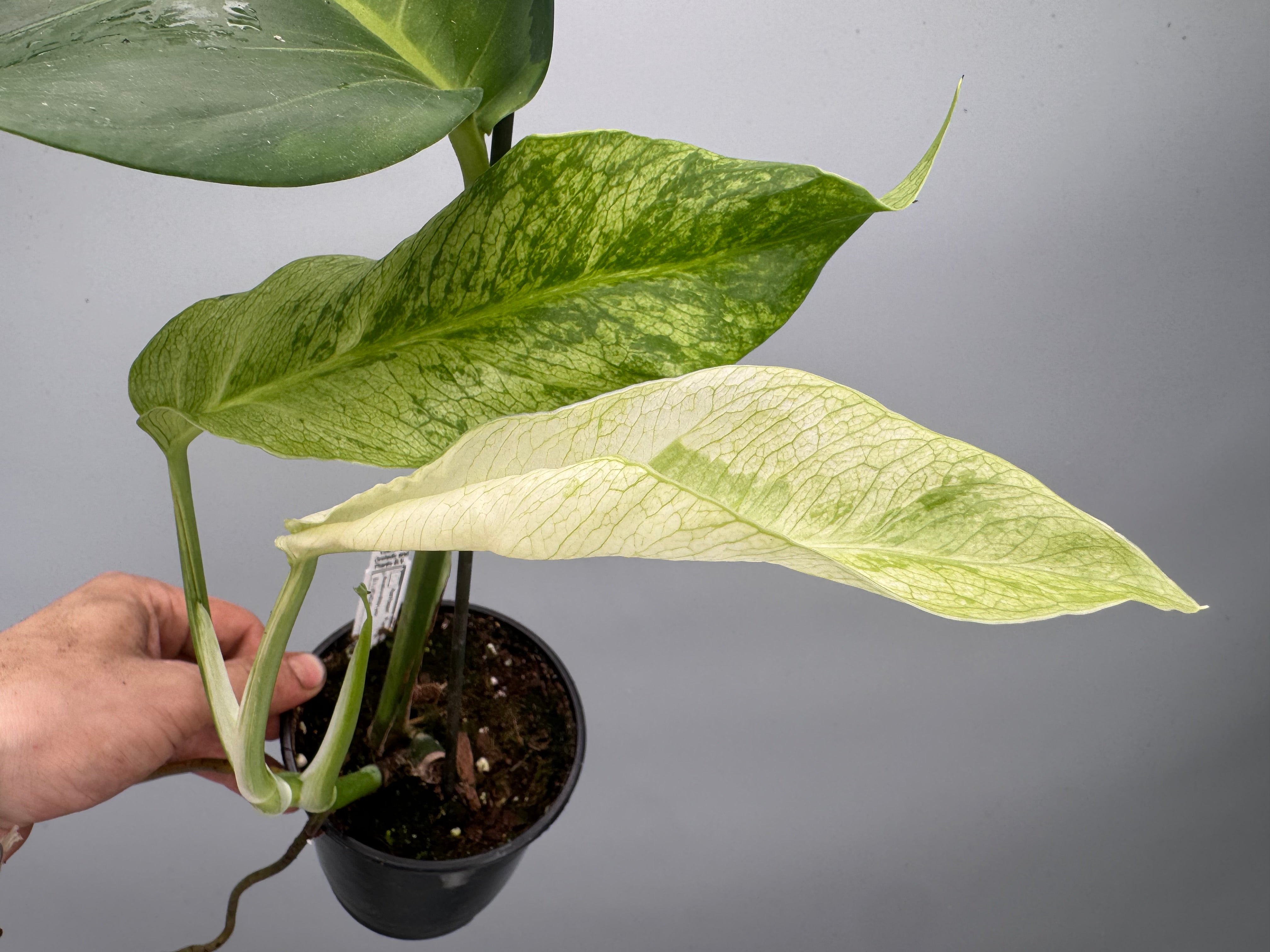 Monstera White Lava 'Lalamove'