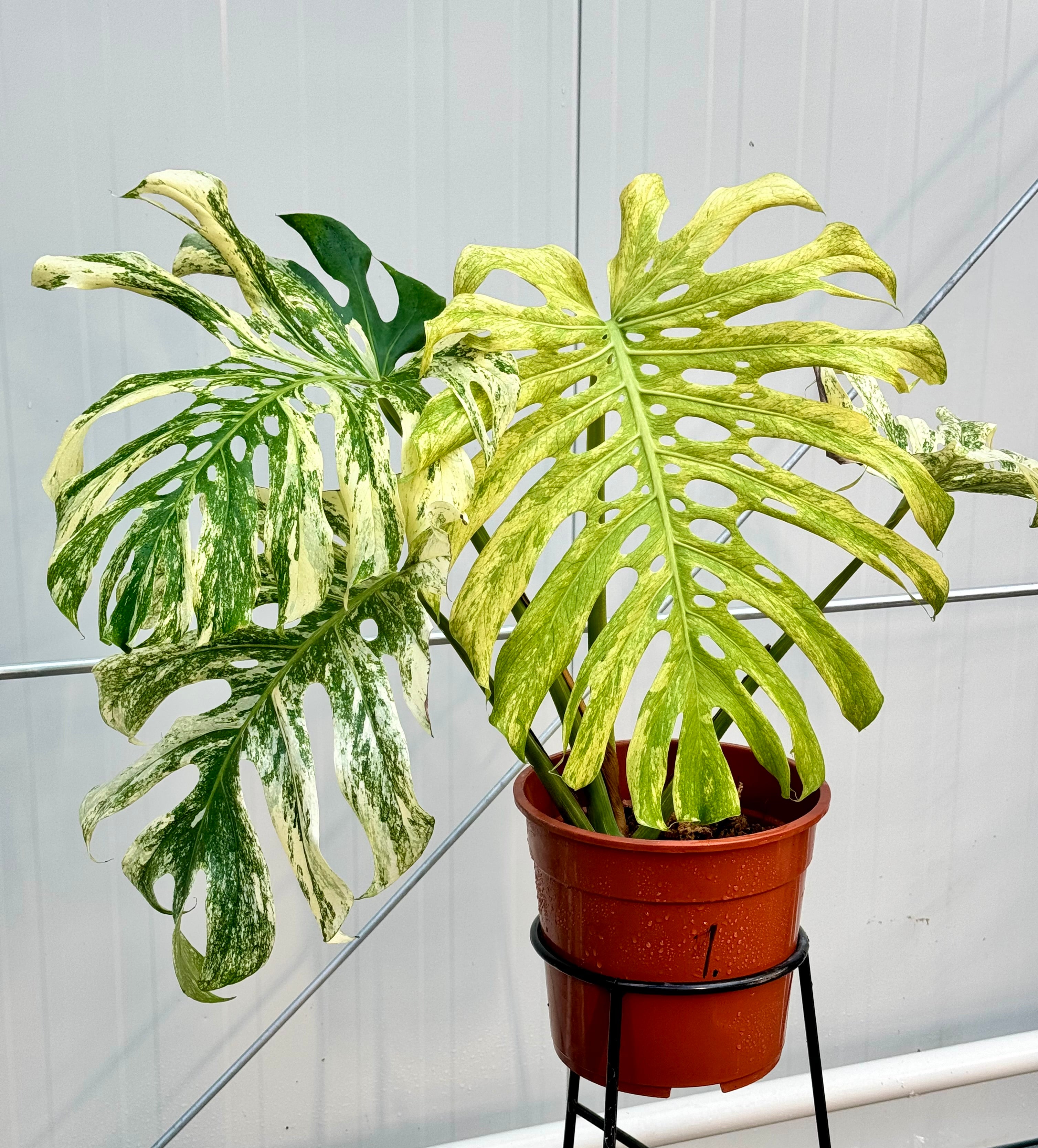 Monstera Full Mint deliciosa borsigiana Variegata "Groß pflanze"