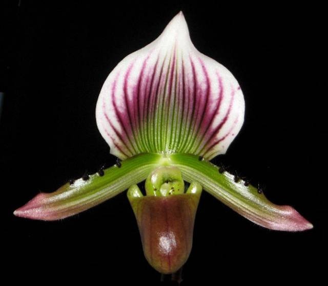 Paphiopedilum lawrenceanum (hellgrün/weiß) diamond Blattmuster)