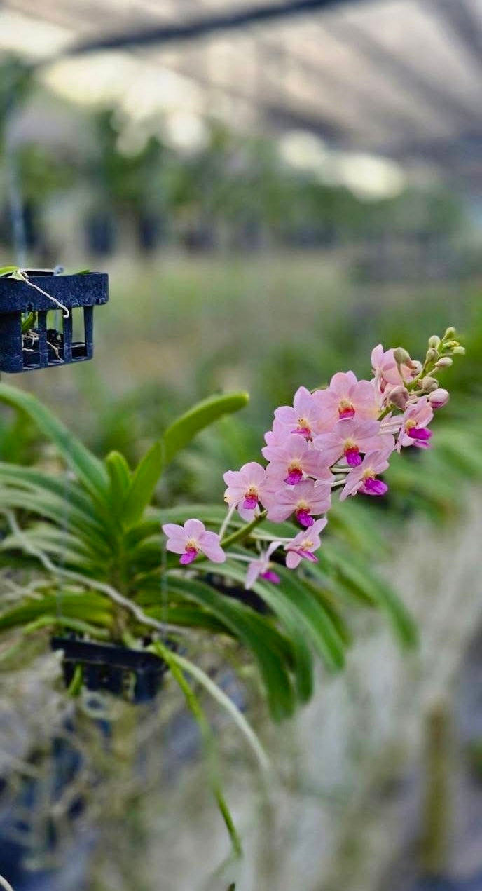 Vandachostylis Kouishiro Ikai