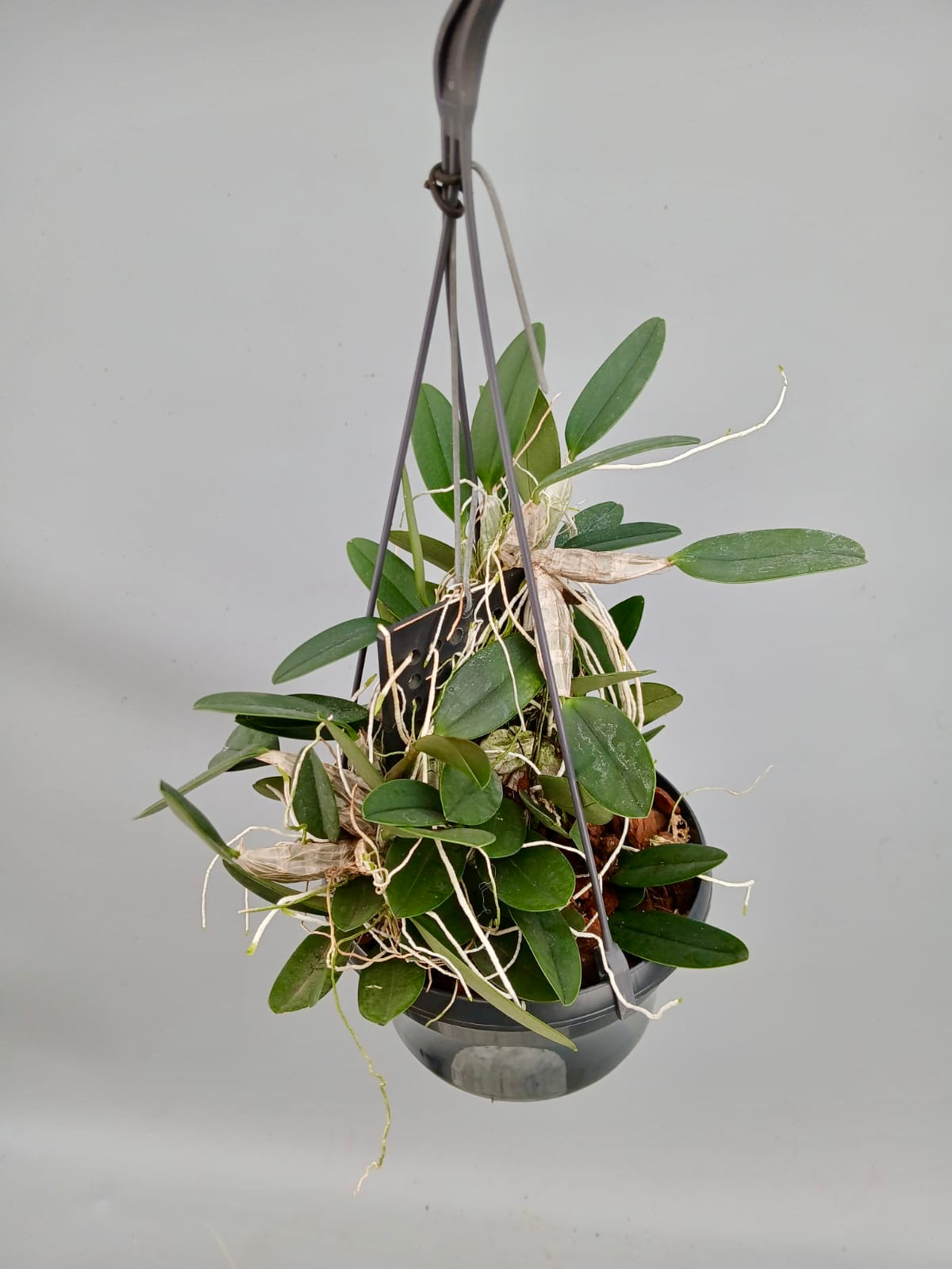 Dendrobium lindleyii ‘Big Plant’