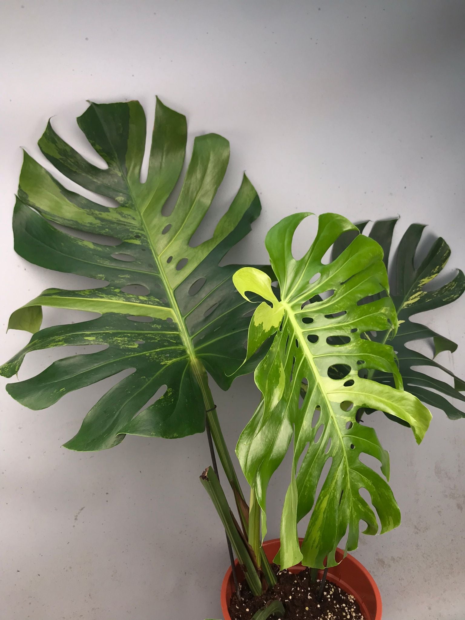 Monstera Ocean Mint XL nr 1