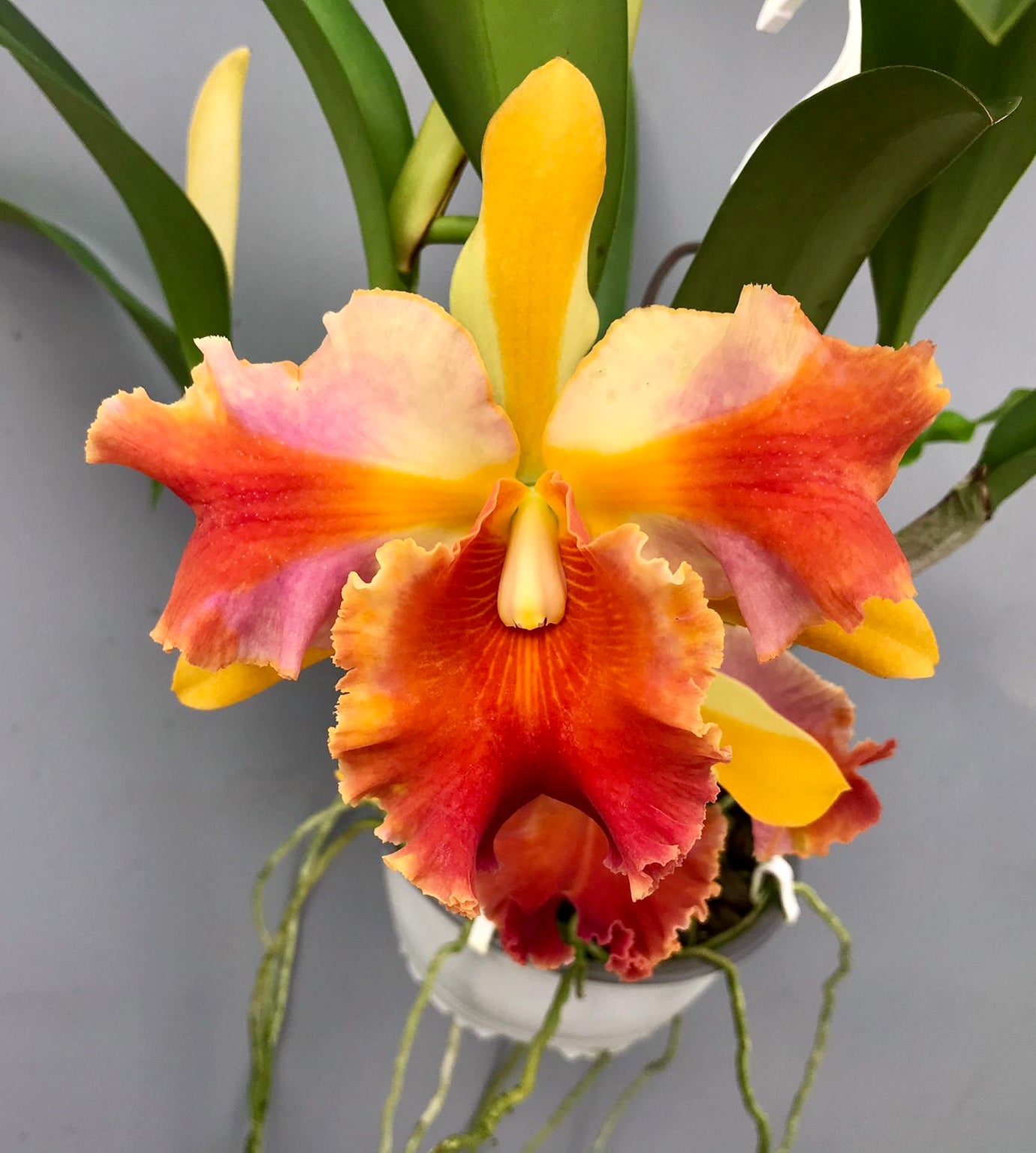 Rlc. Amazing Thailand