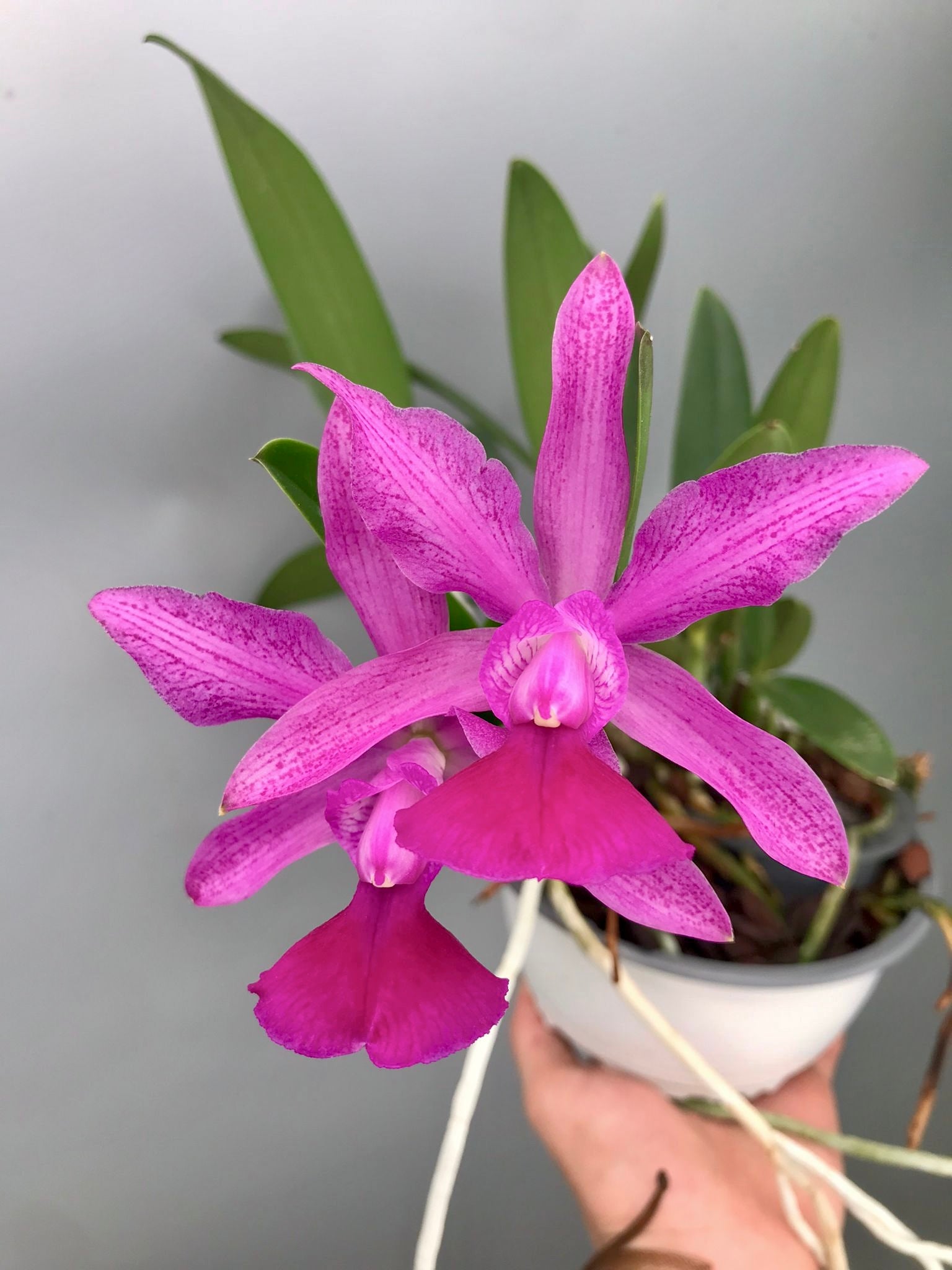 Cattleya Brabantiae "Banderantes" SM/JOGA x C.walkeriana flamea "3 Lagoas"(Big Plant)