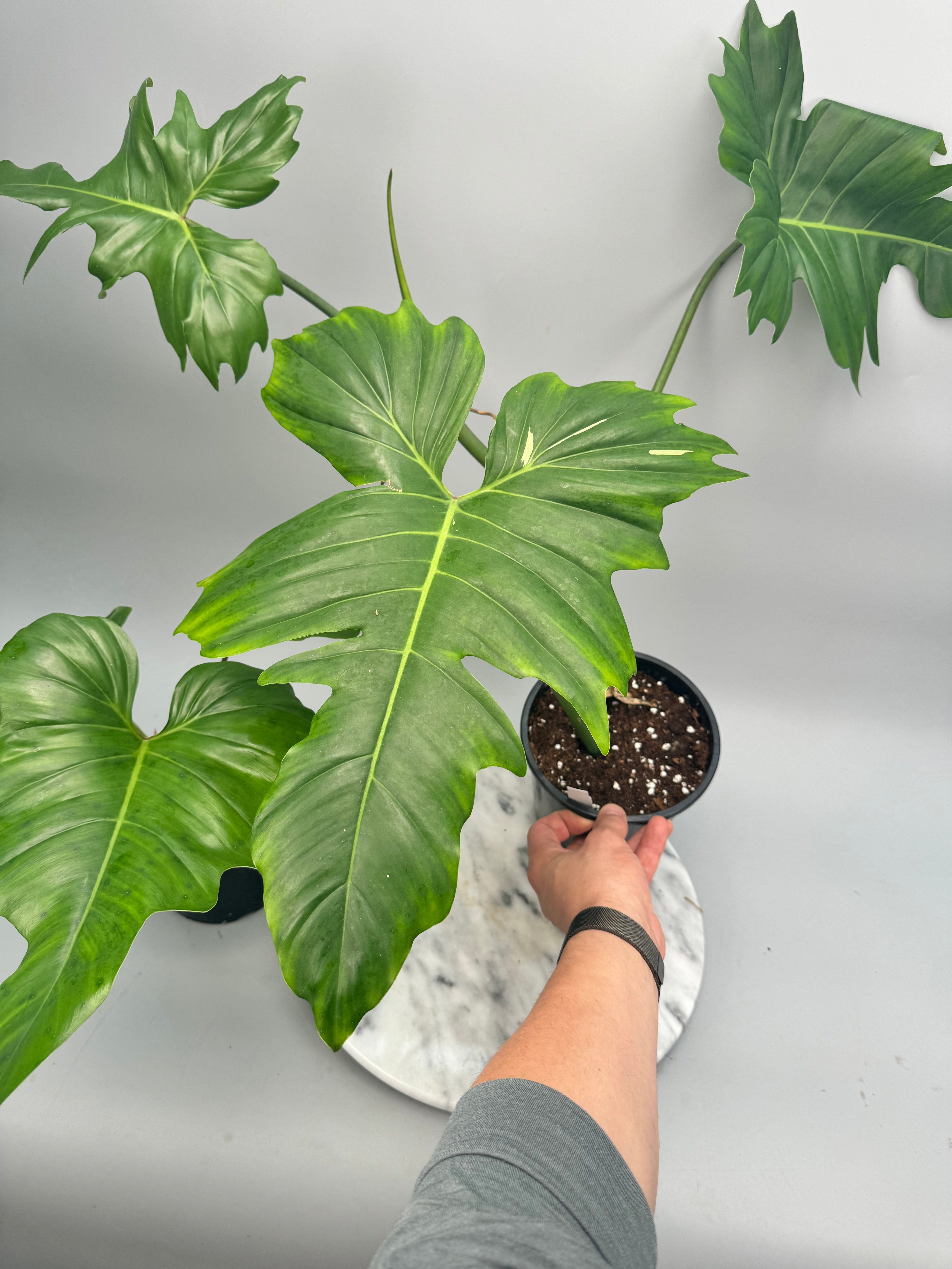 Philodendron "Golden Dragon" Variegata/GREEN
