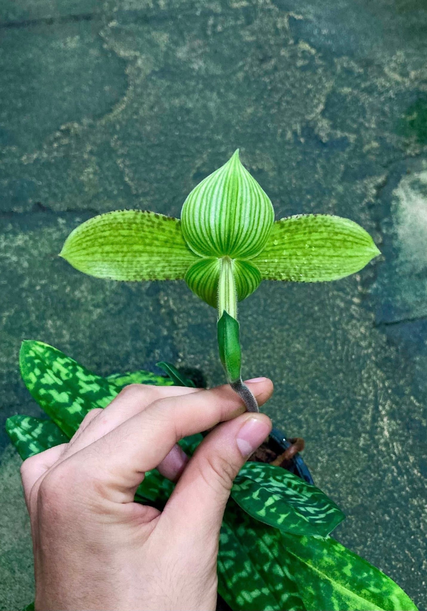 Paphiopedilum sukhakulii ‘4N’ (3rd Generation)
