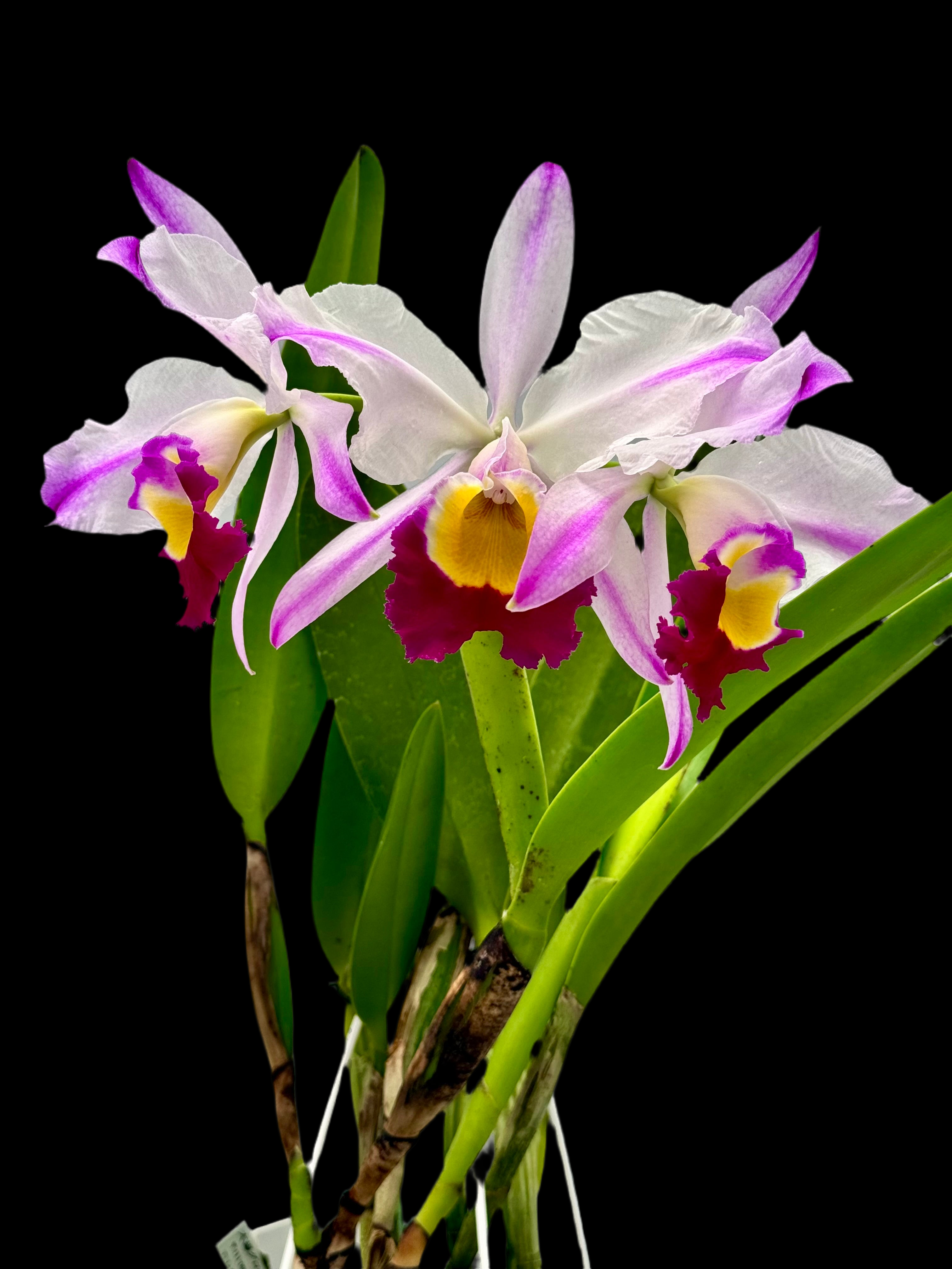 Cattleya wallisii F.S./A Flamea (Original) 'Hilela' (OG)