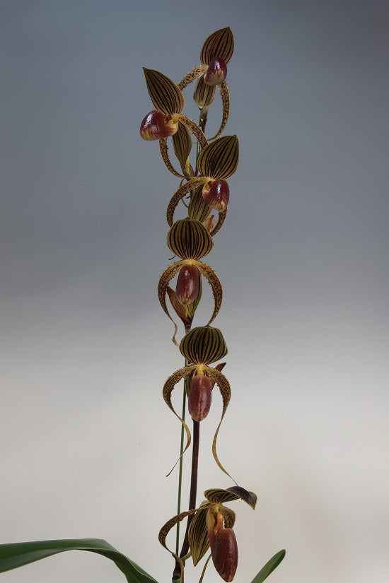 Paphiopedilum Hung Sheng Eagle 'East River'