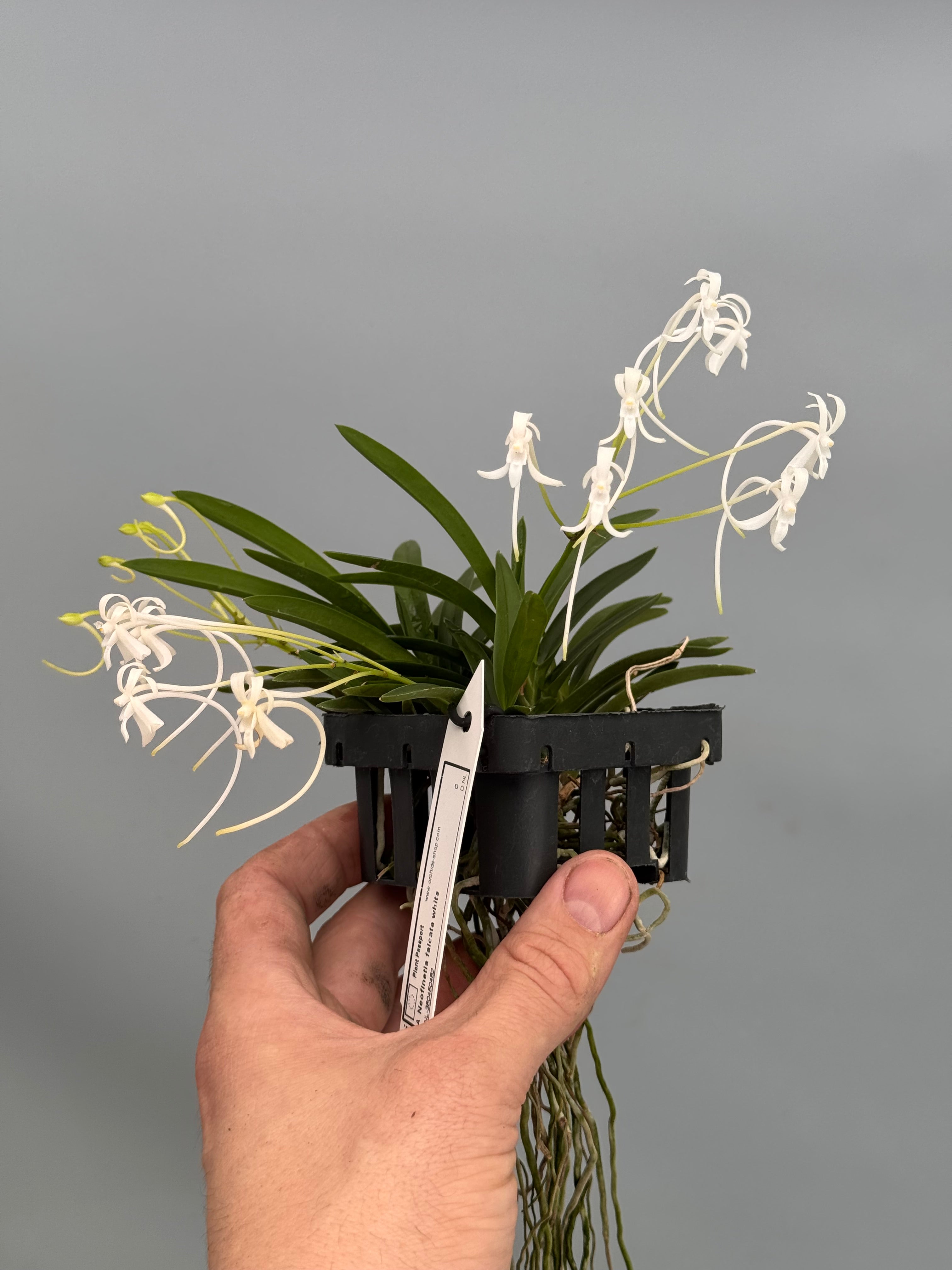 Neofinetia falcata "Clumb" (Big XL)