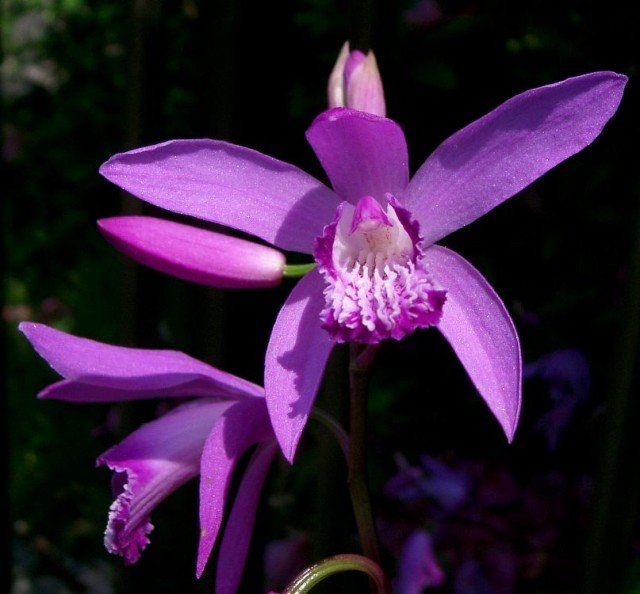 Bletilla striata