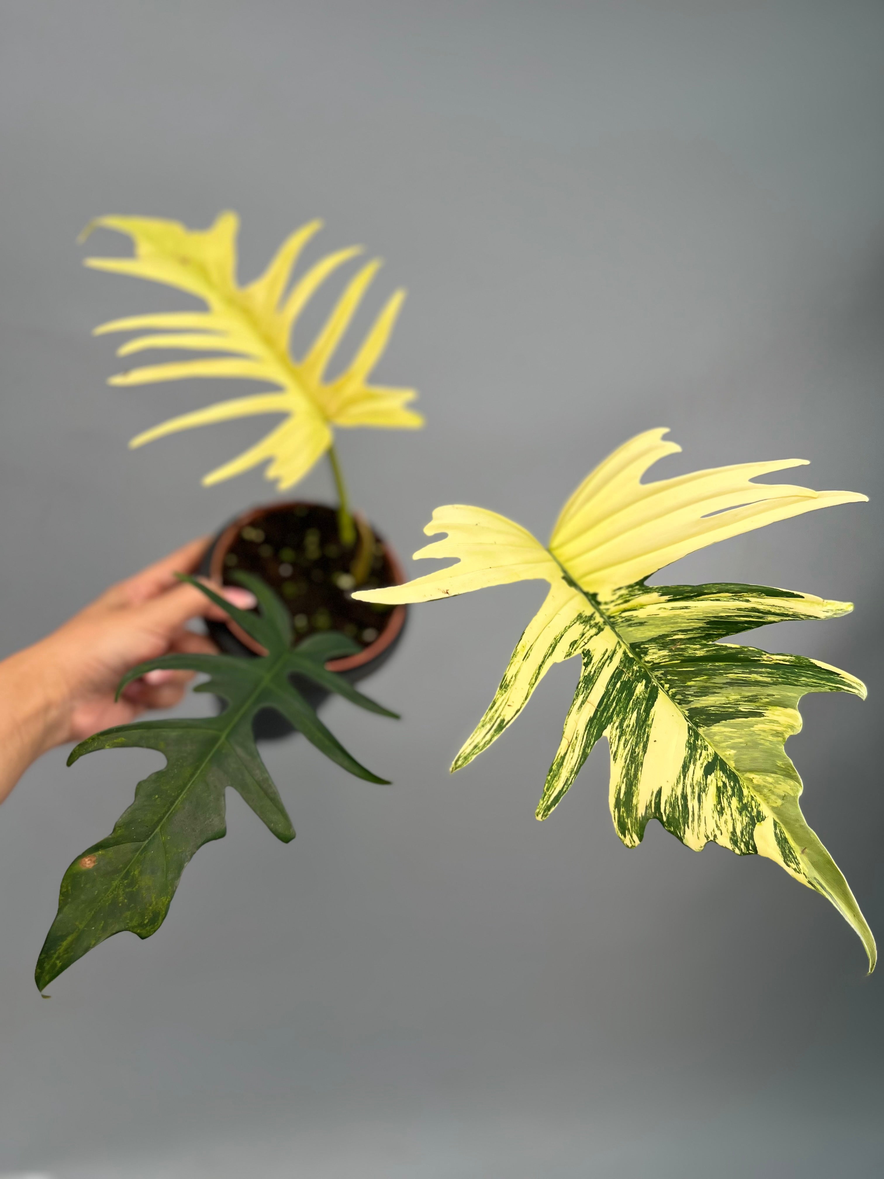 Philodendron tortum x Florida Beauty (Nr 2)