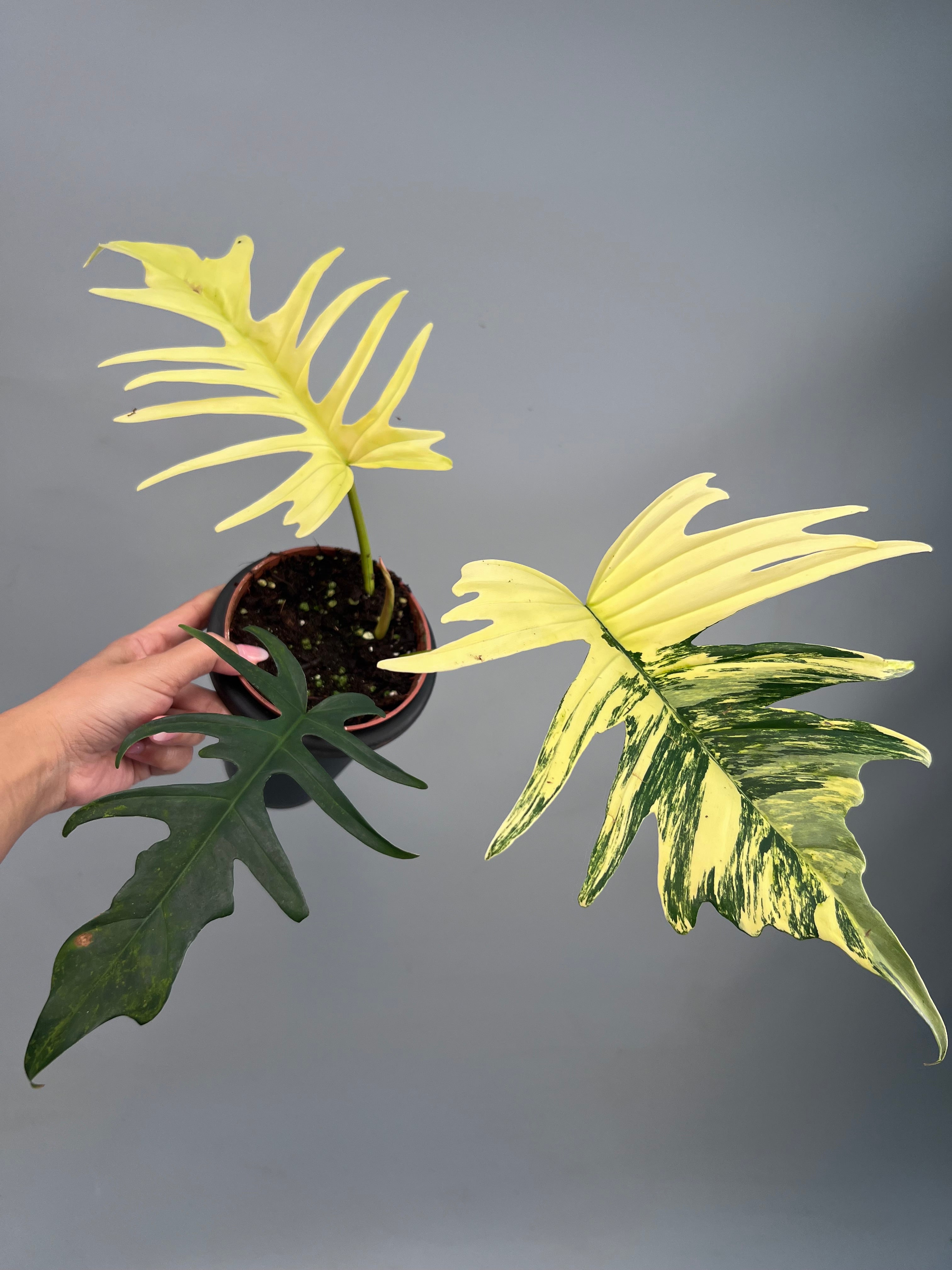 Philodendron tortum x Florida Beauty (Nr 2)