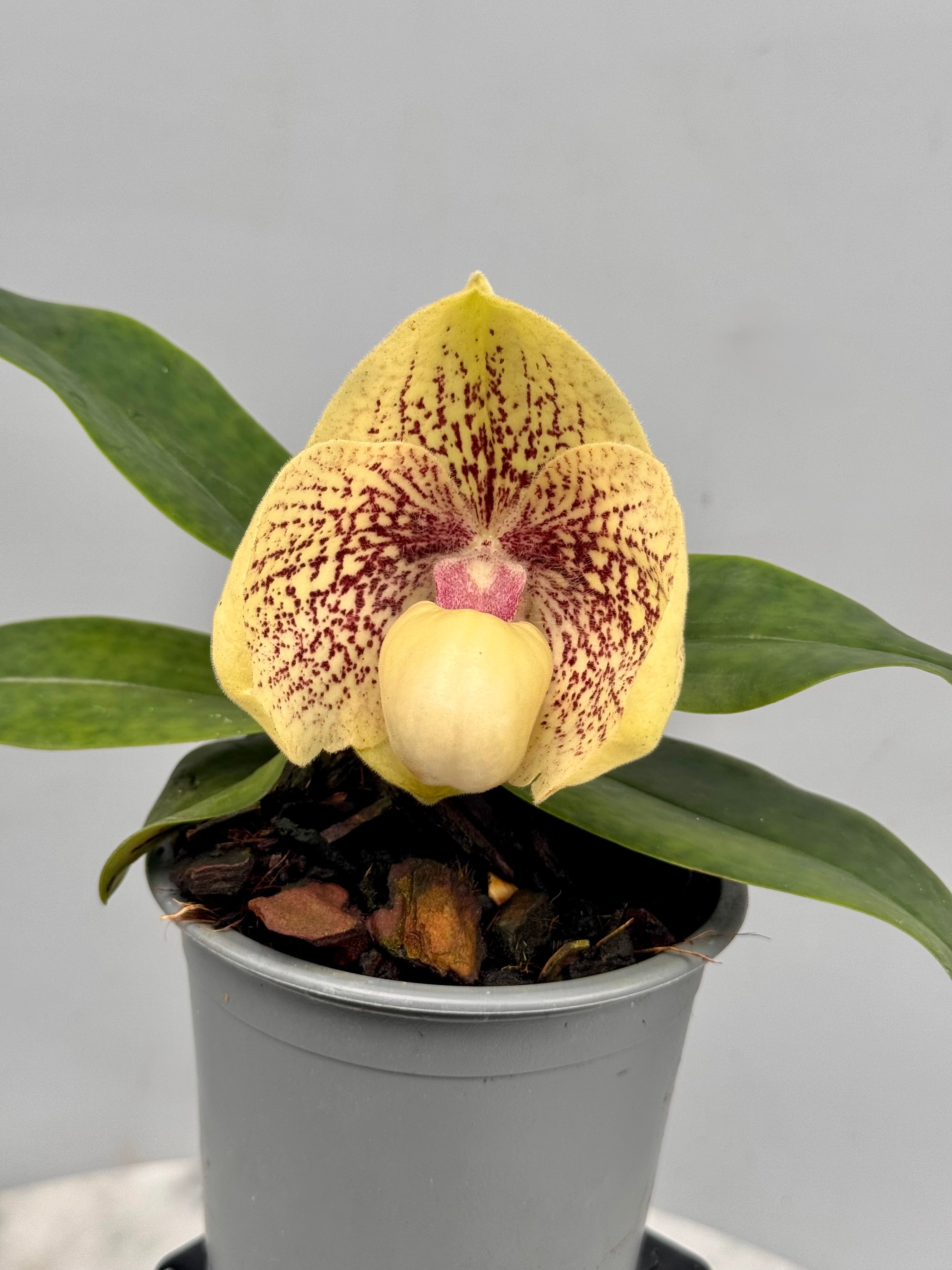 Paphiopedilum hangianum x leucochilum