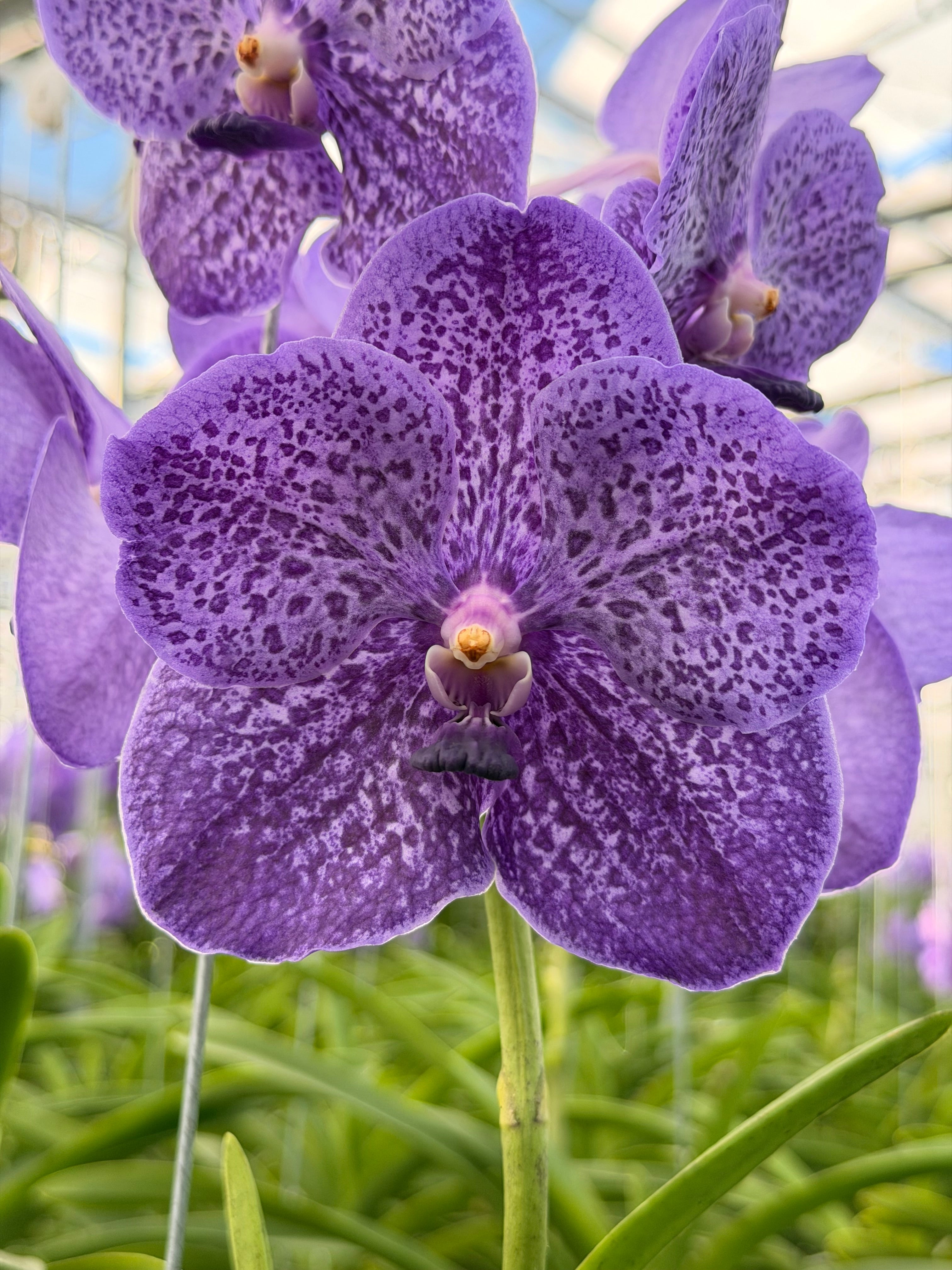 Vanda Lavender Sprinkles