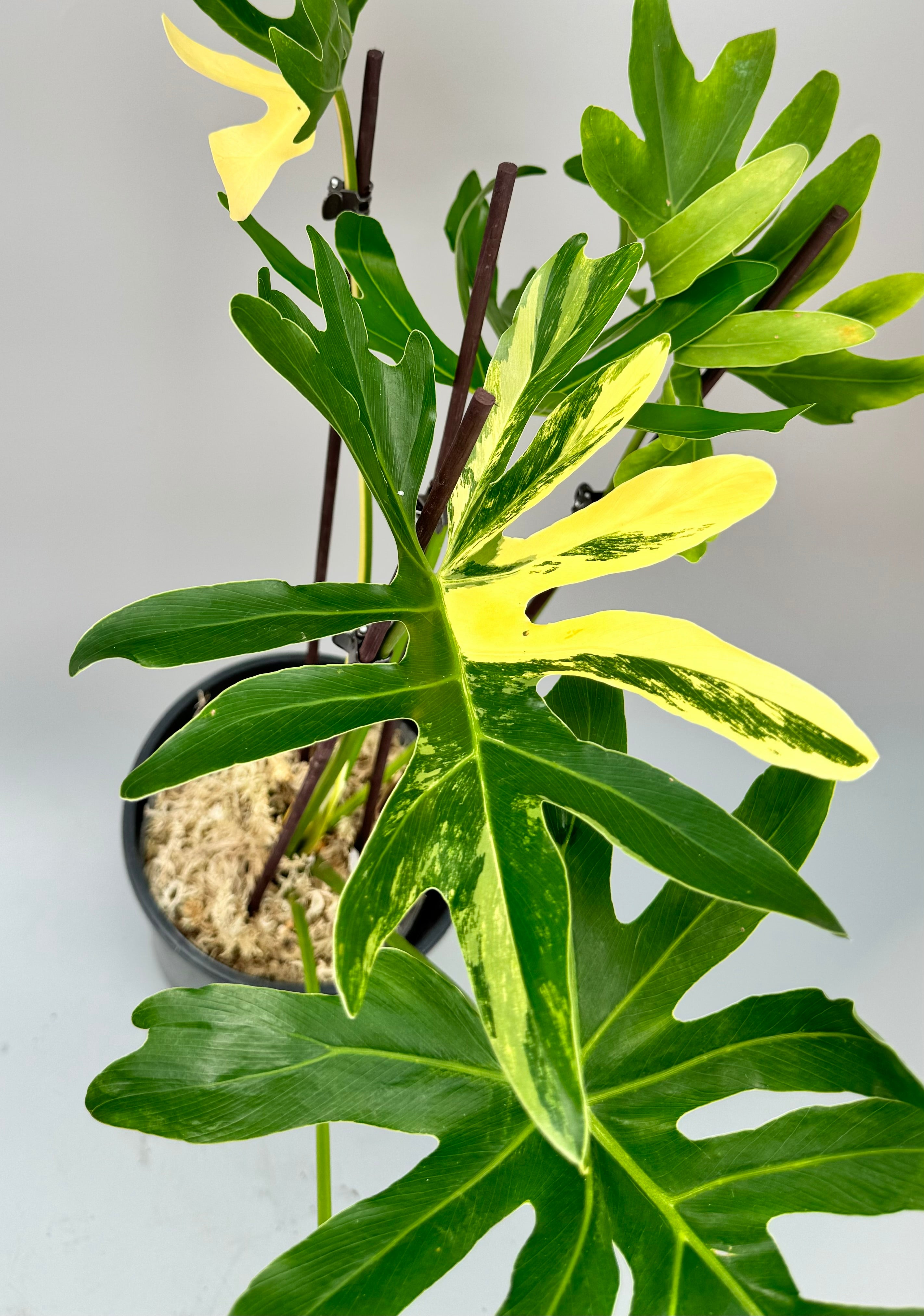 Thaumatophyllum adamantinum variegata