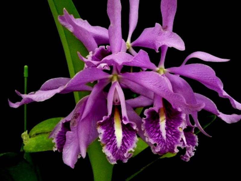 Cattleya maxima