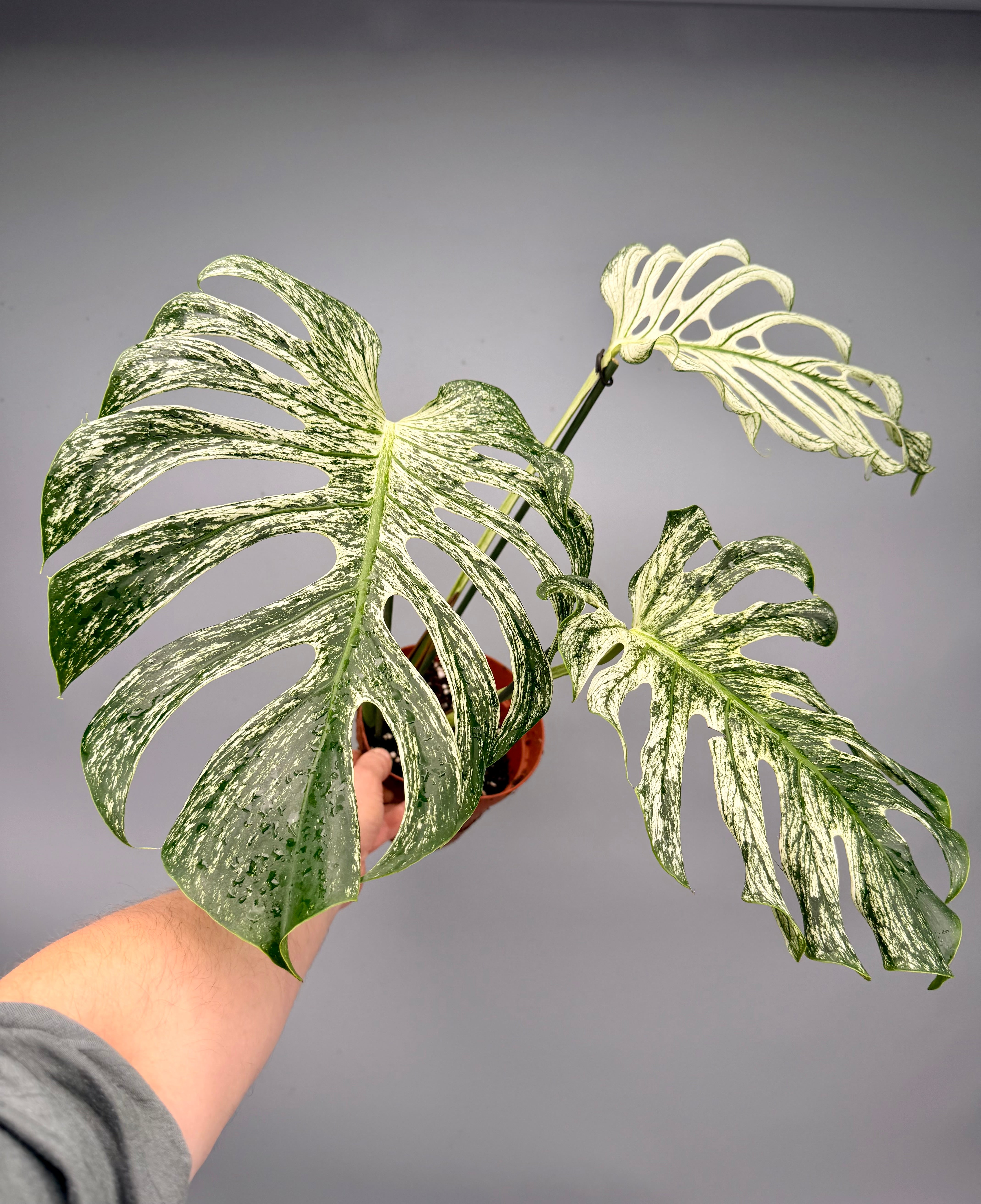 Monstera ‘Devil Monster’ Nr 1