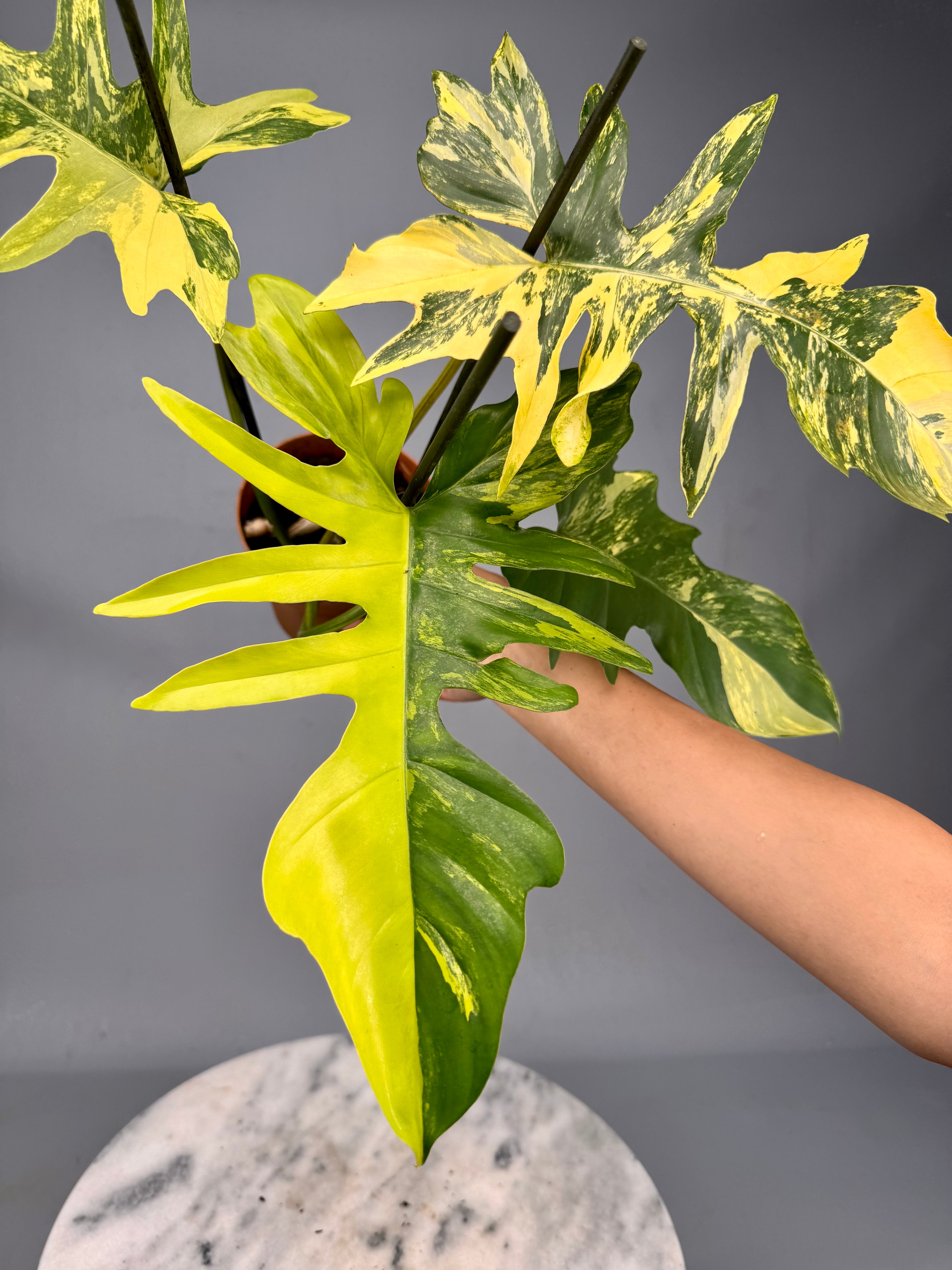 beautiful philodendron Philodendron Florida Beauty Variegata X Bob Cee Variegata