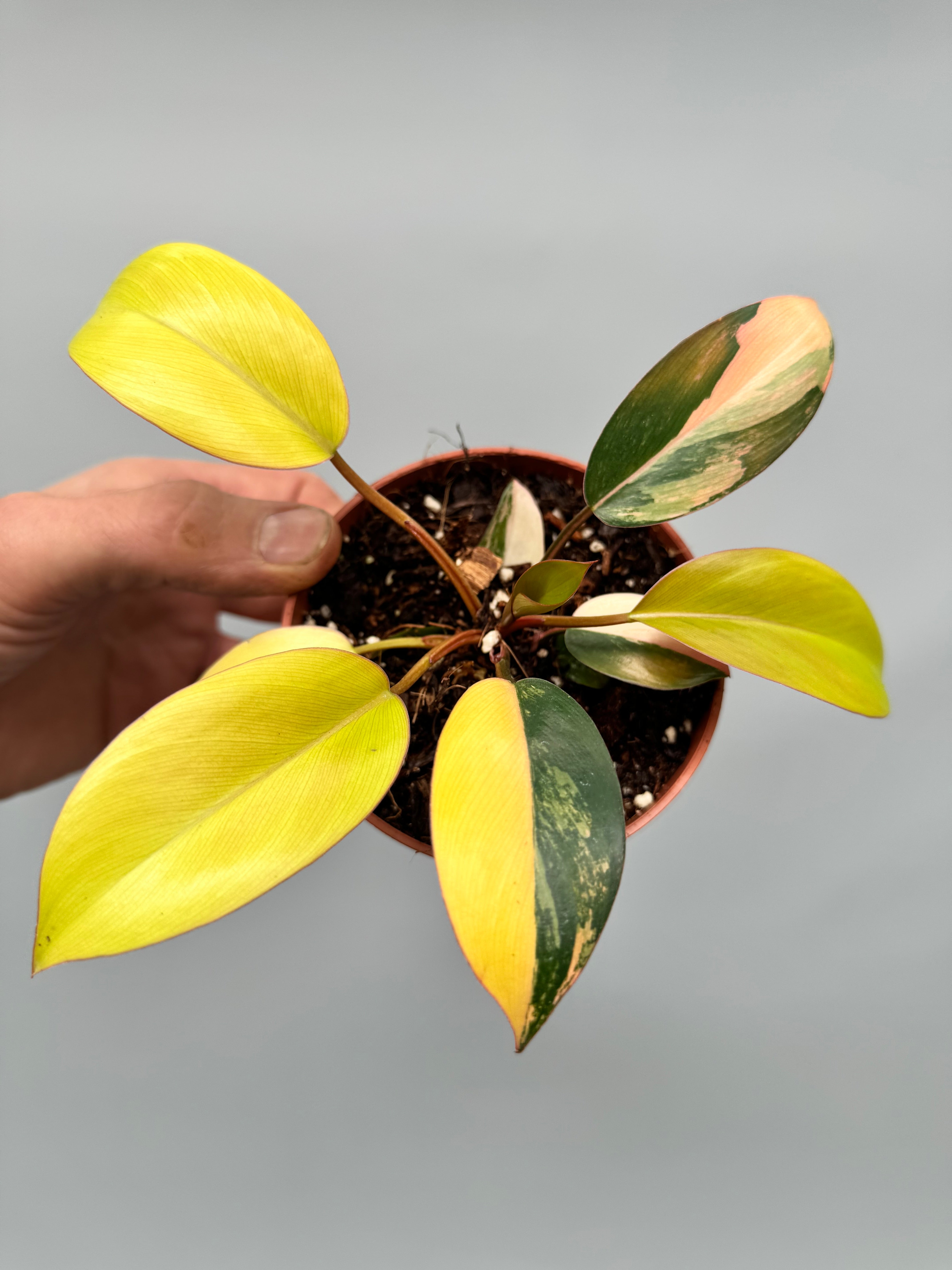 Philodendron Green Congo Variegata