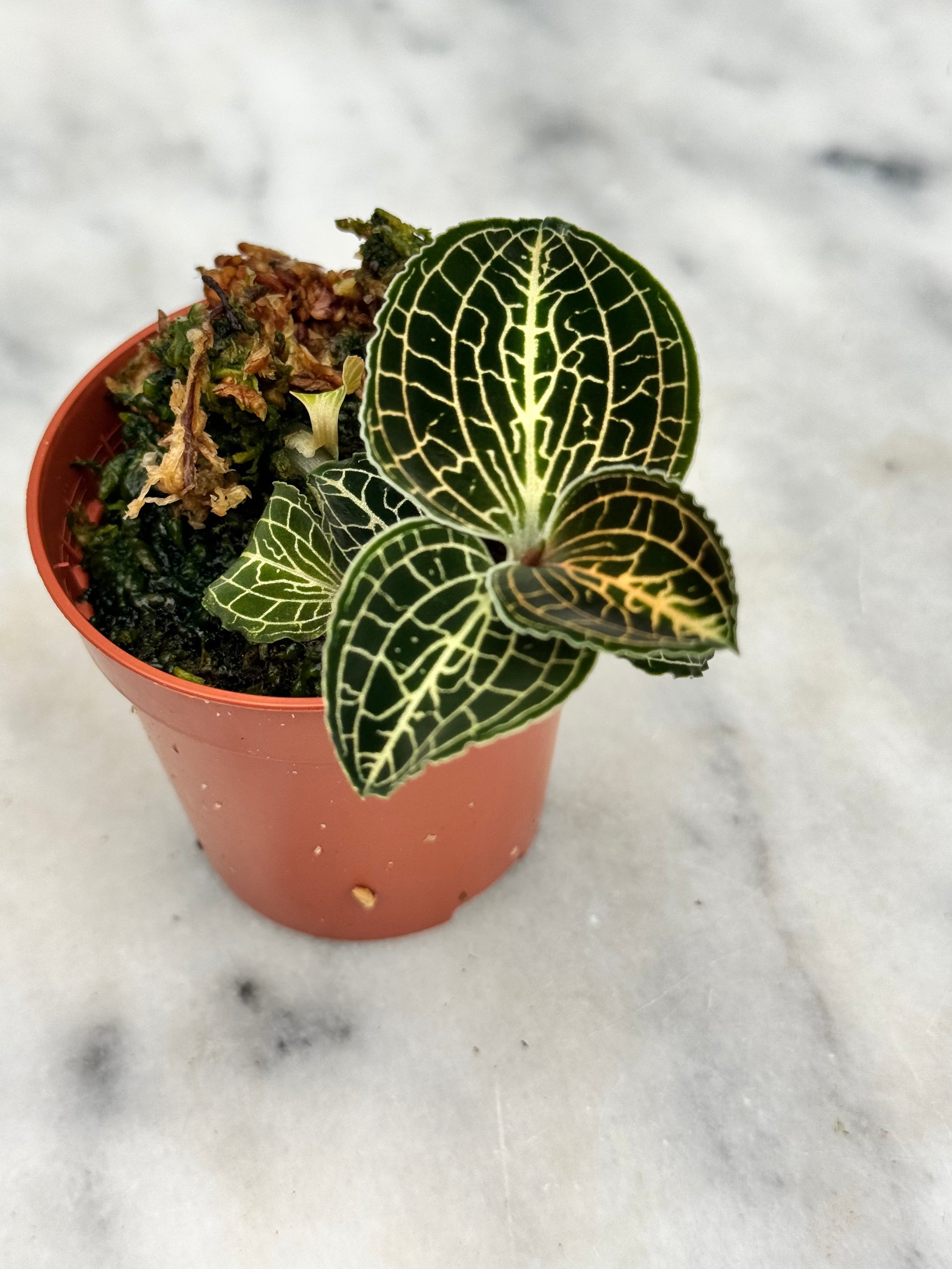 Anoectochilus formosanus x burmanicus