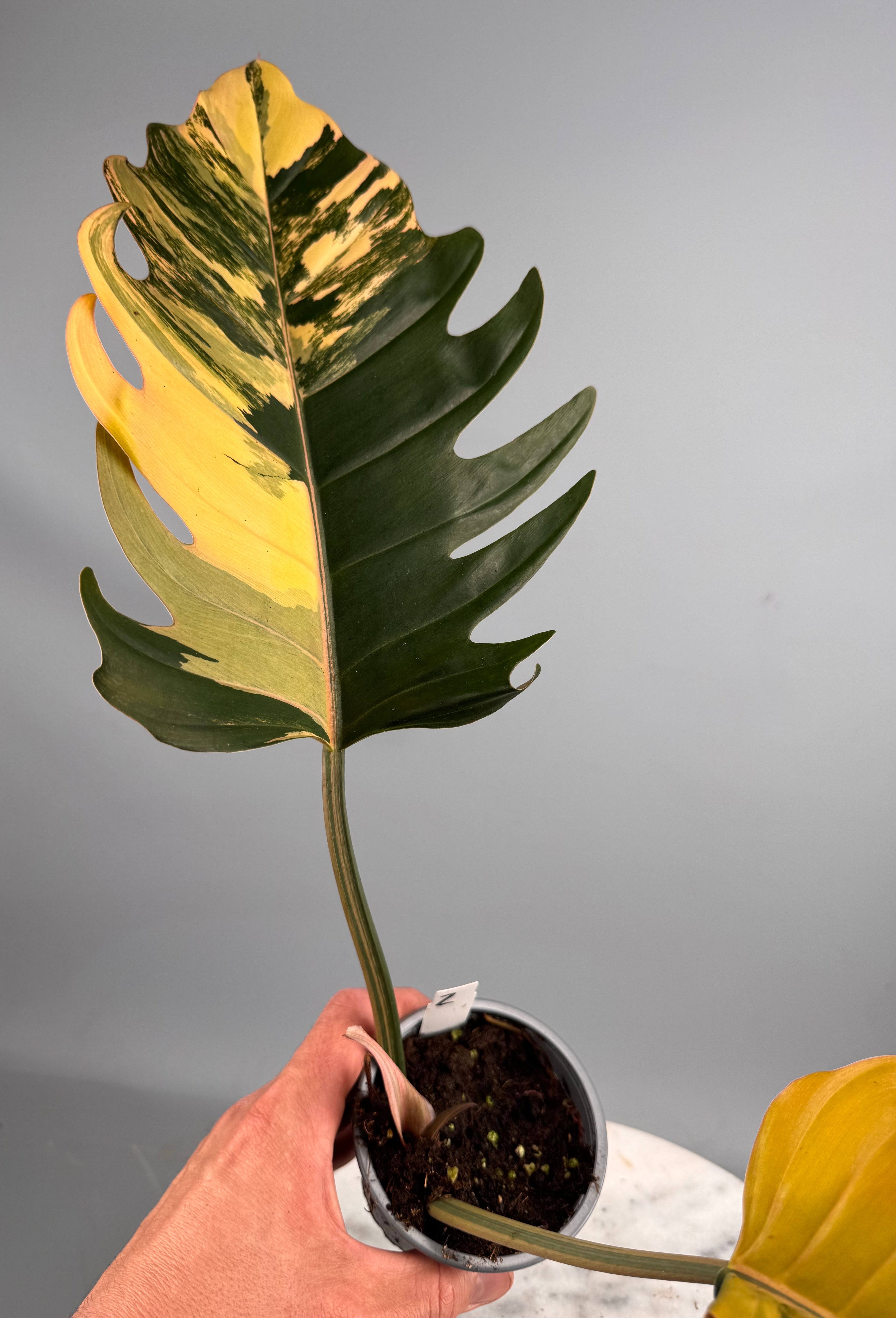 Philodendron Caramel Marble nr 2