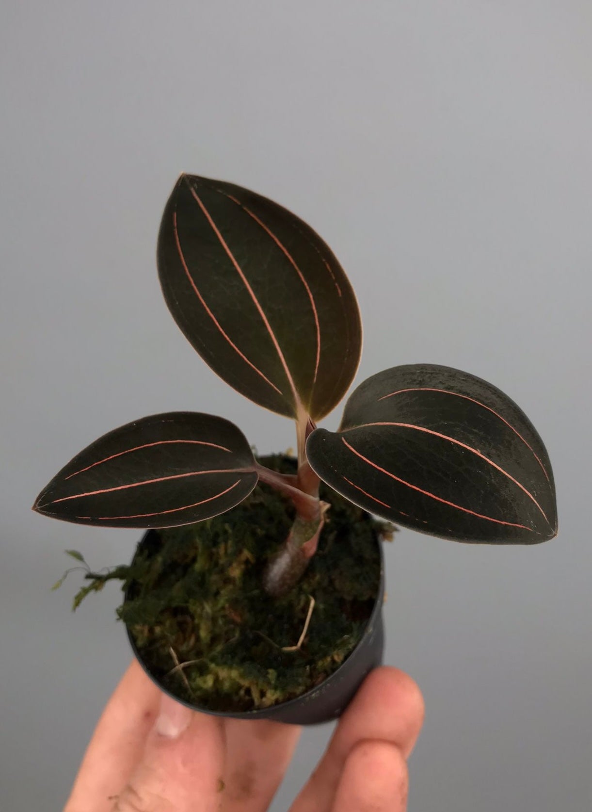 Ludisia discolor var. dawsoniana "Red Strip"