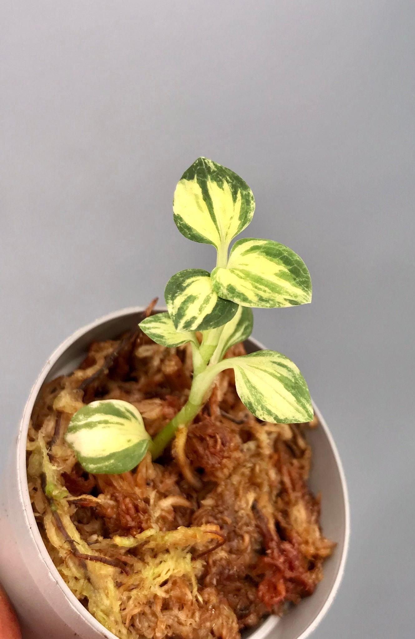 Goodyera schlechtendaliana "indoor Variegata"