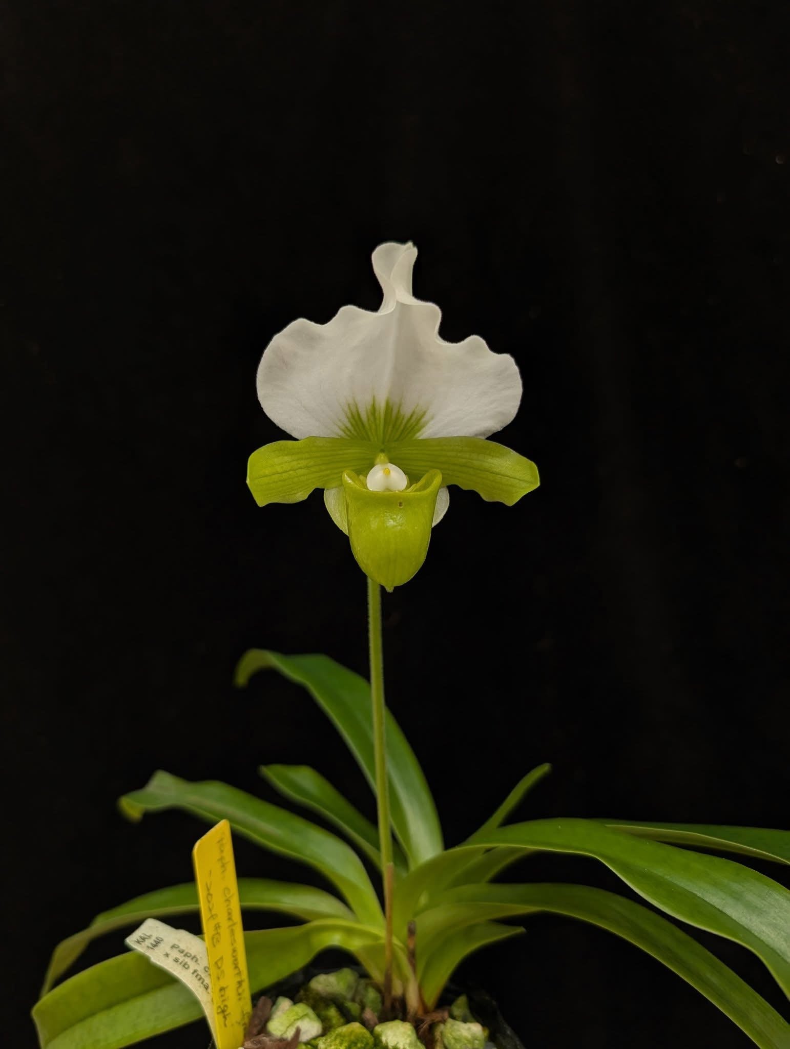 Paphiopedilum charlesworthii alba "Japan" SM/JOGA