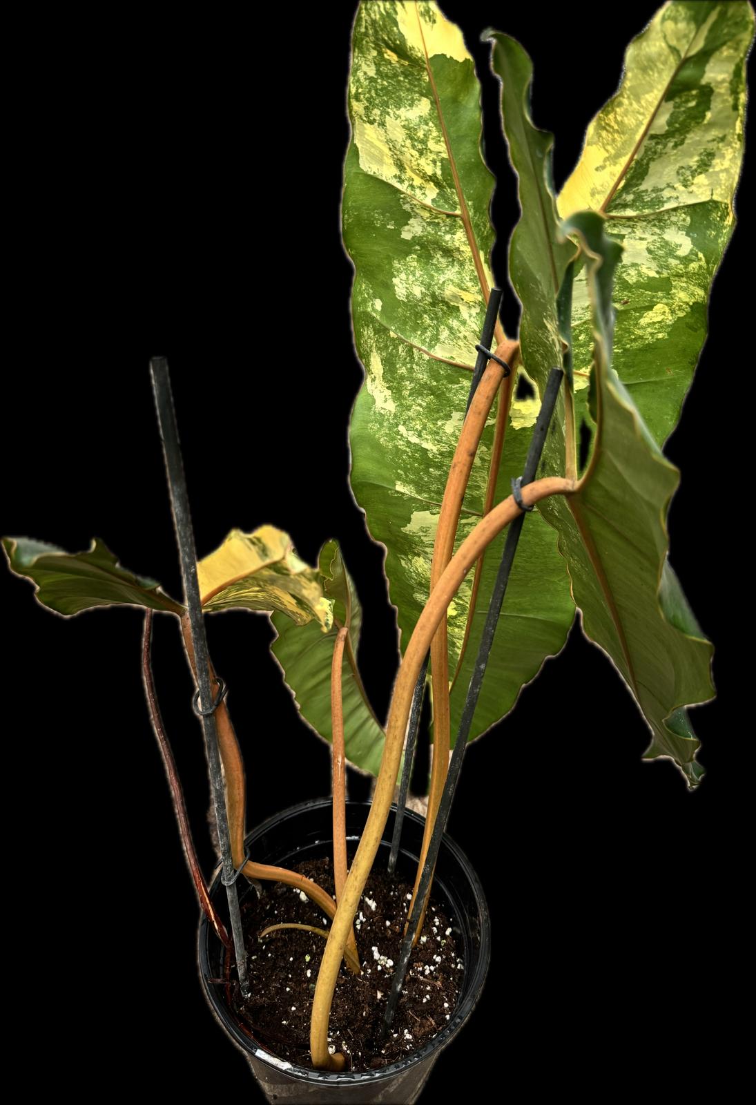 Philodendron billietiae Variegata (Mittel pflanze) (Schneiden)
