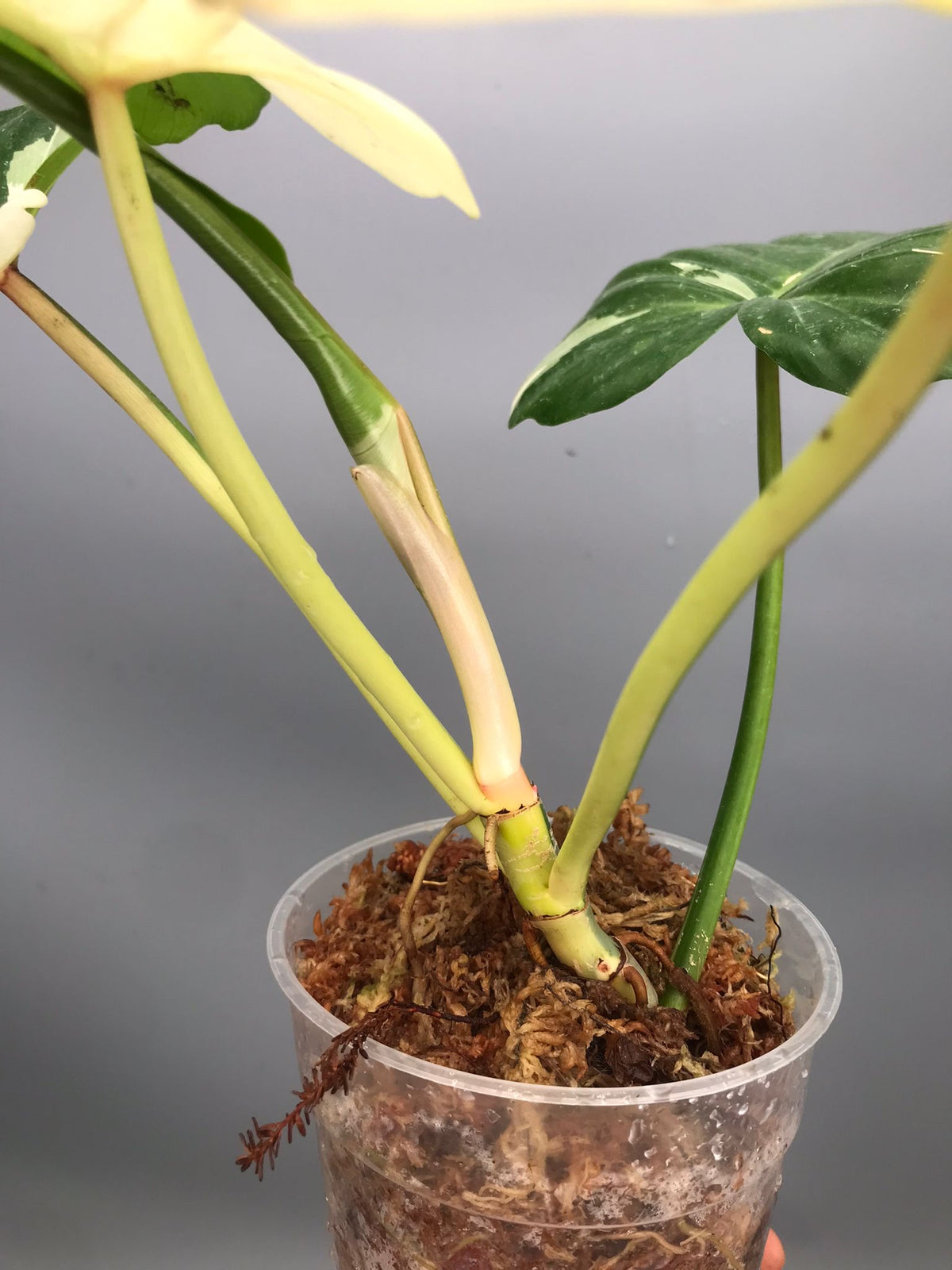 Philodendron Golden Dragon variegated albo
