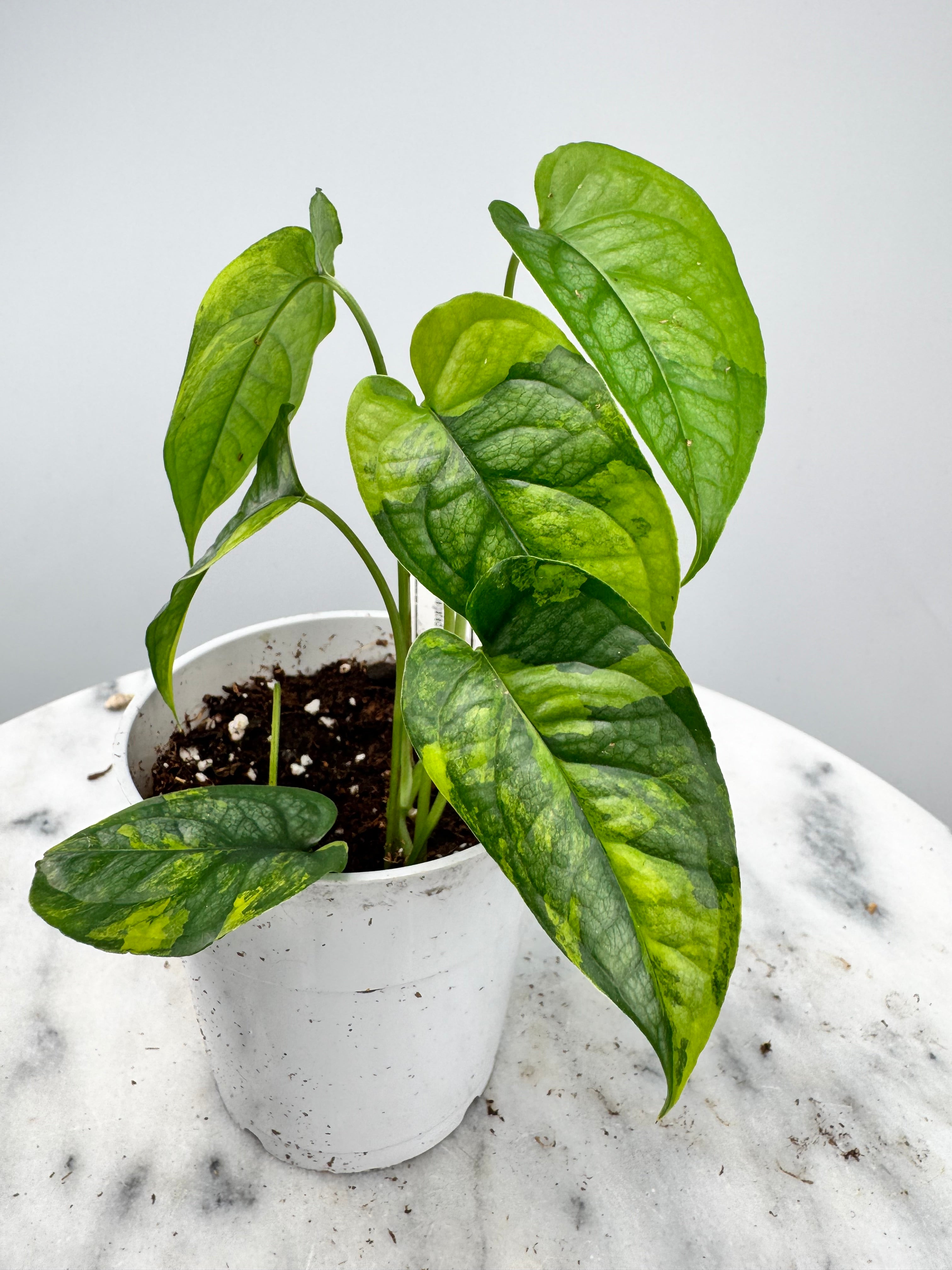 philodendron siltepecana Monstera siltepecana variegated