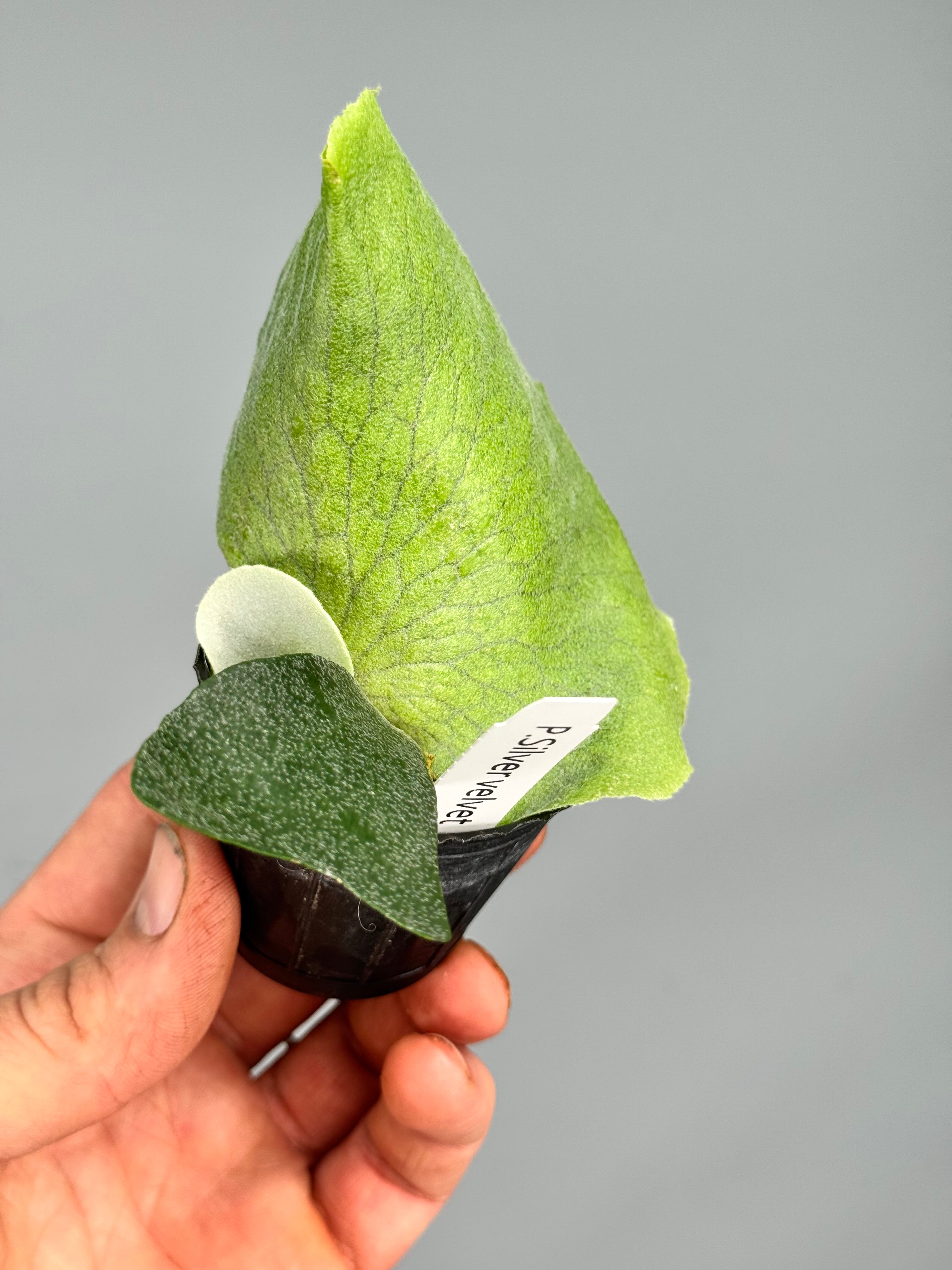 Platycerium Silver Velvet