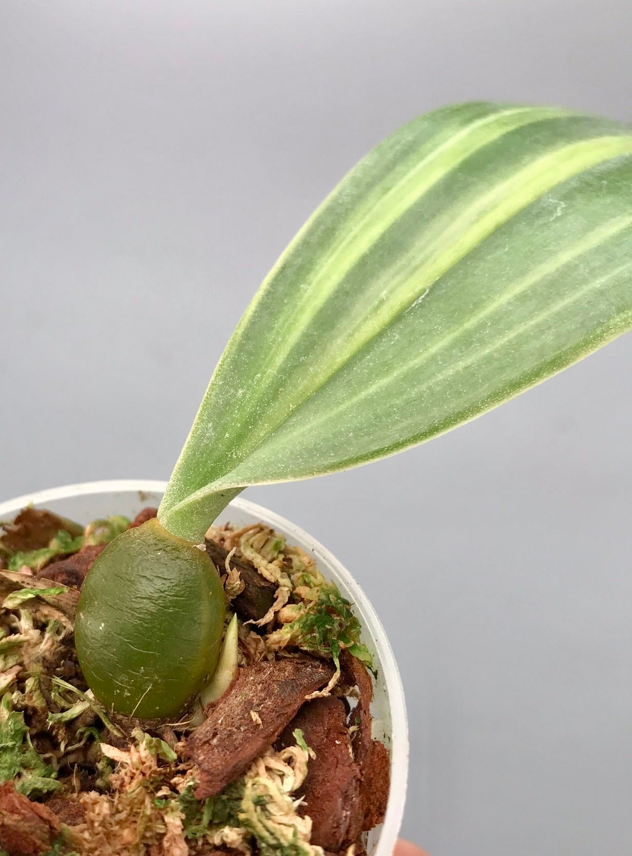 Bulbophyllum phalaenopsis variegata