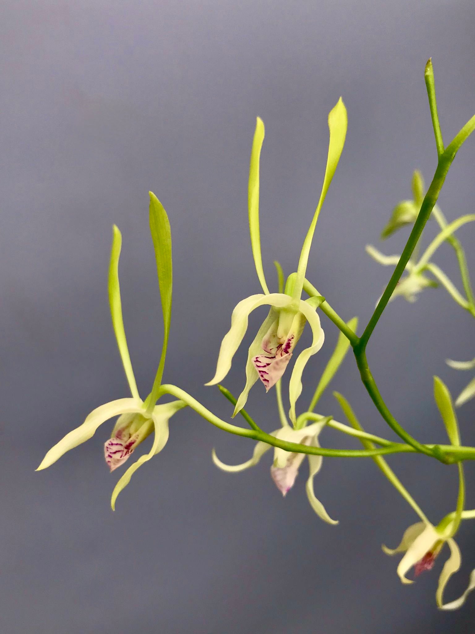 Dendrobium antennatum ‘Big Plant’