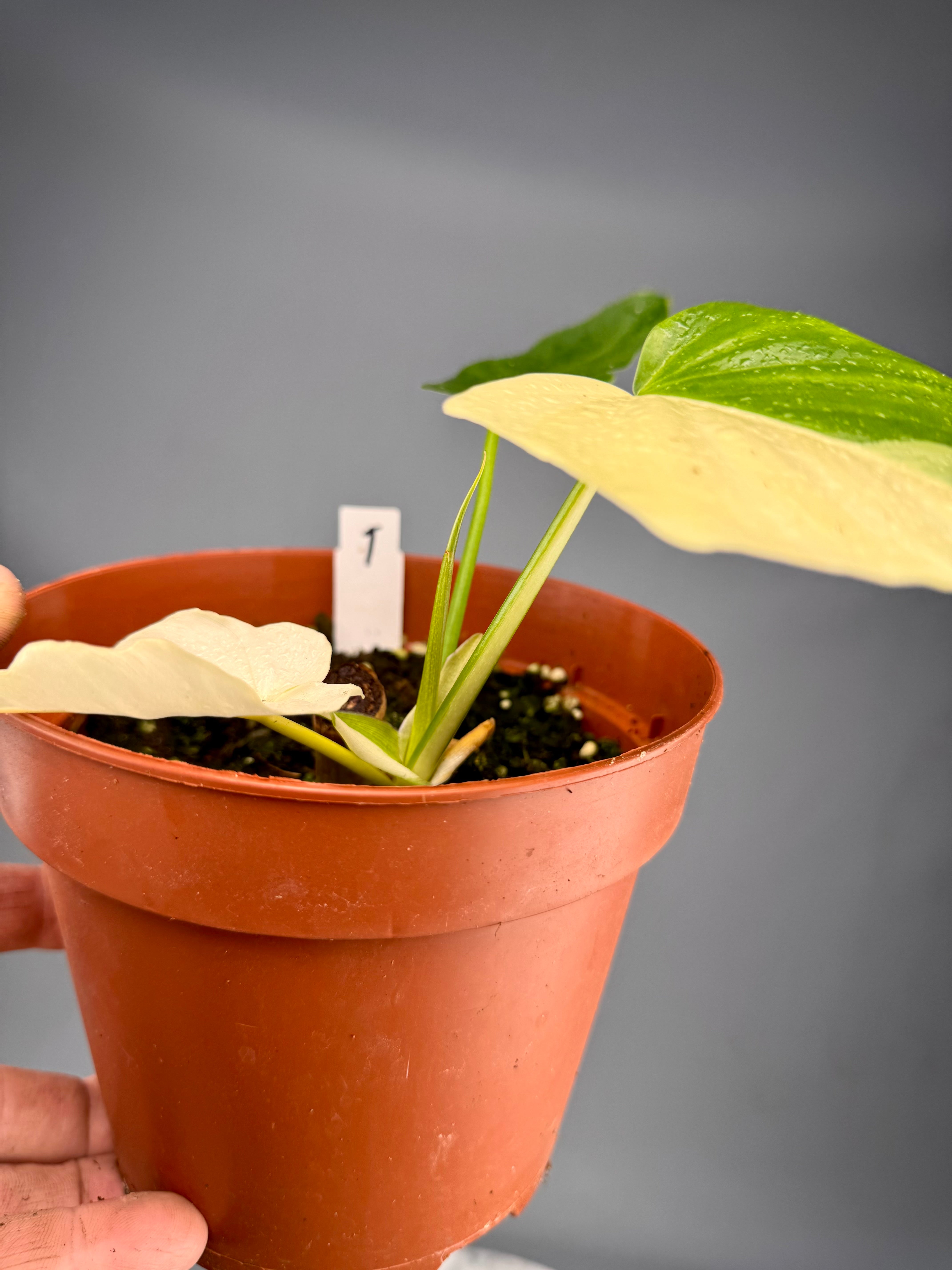 Philodendron "Golden Dragon" variegated albo nr 1